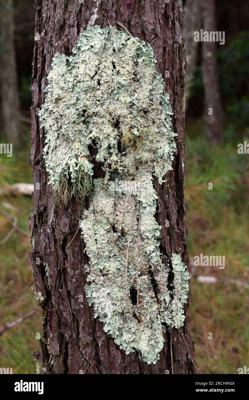 Parmelia sulcata is a foliose lichen that grows on tree bark. Thia photo was taken in Dunas de Sao Jacinto, Aveiro, Portgal. Stock Photo