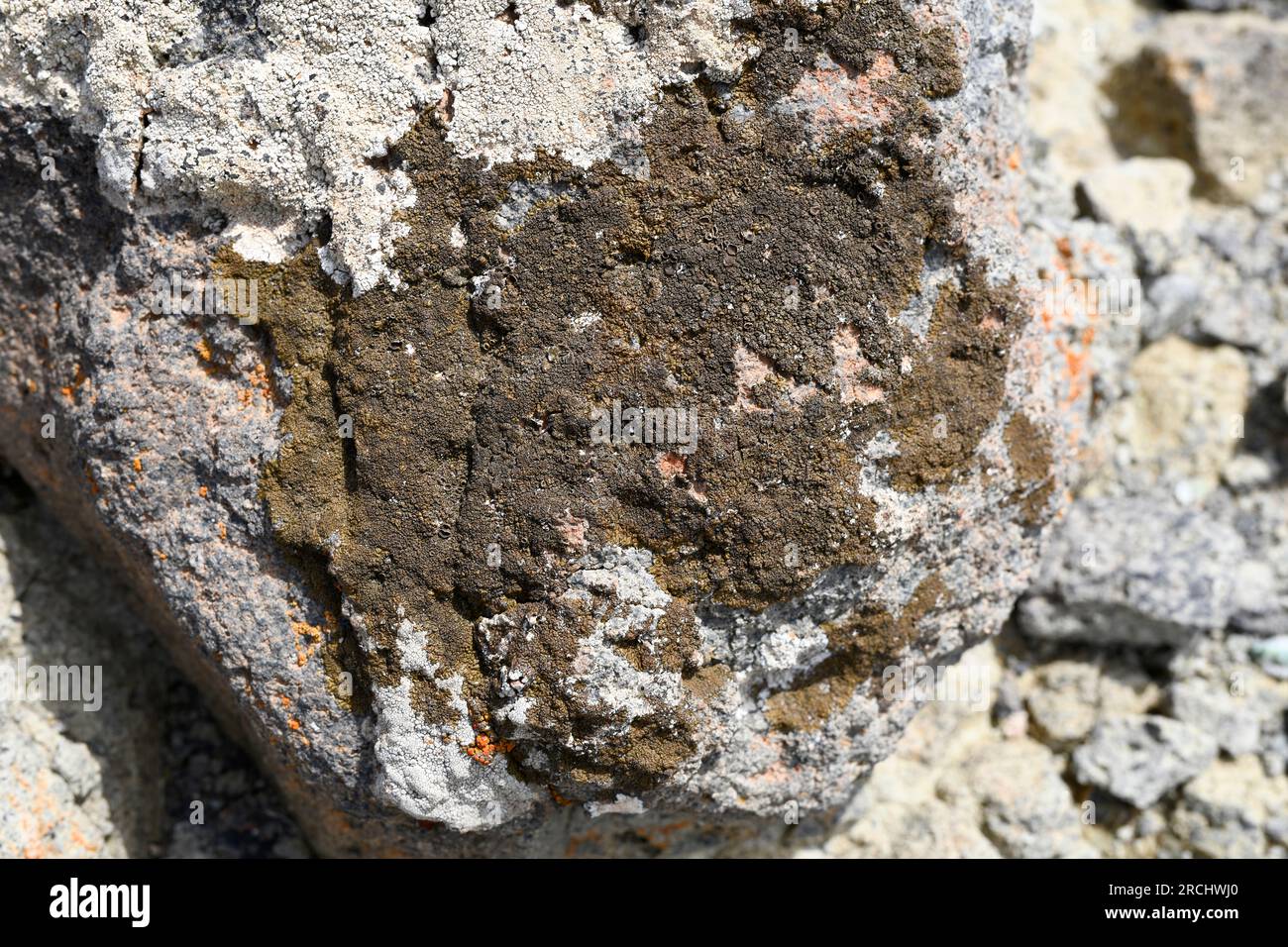 Parmelia pulla, Neofuscelia pulla or Xanthoparmelia pulla is a foliose lichen. Growing on andesite volcanic rock. This photo was taken in Cabo de Gata Stock Photo
