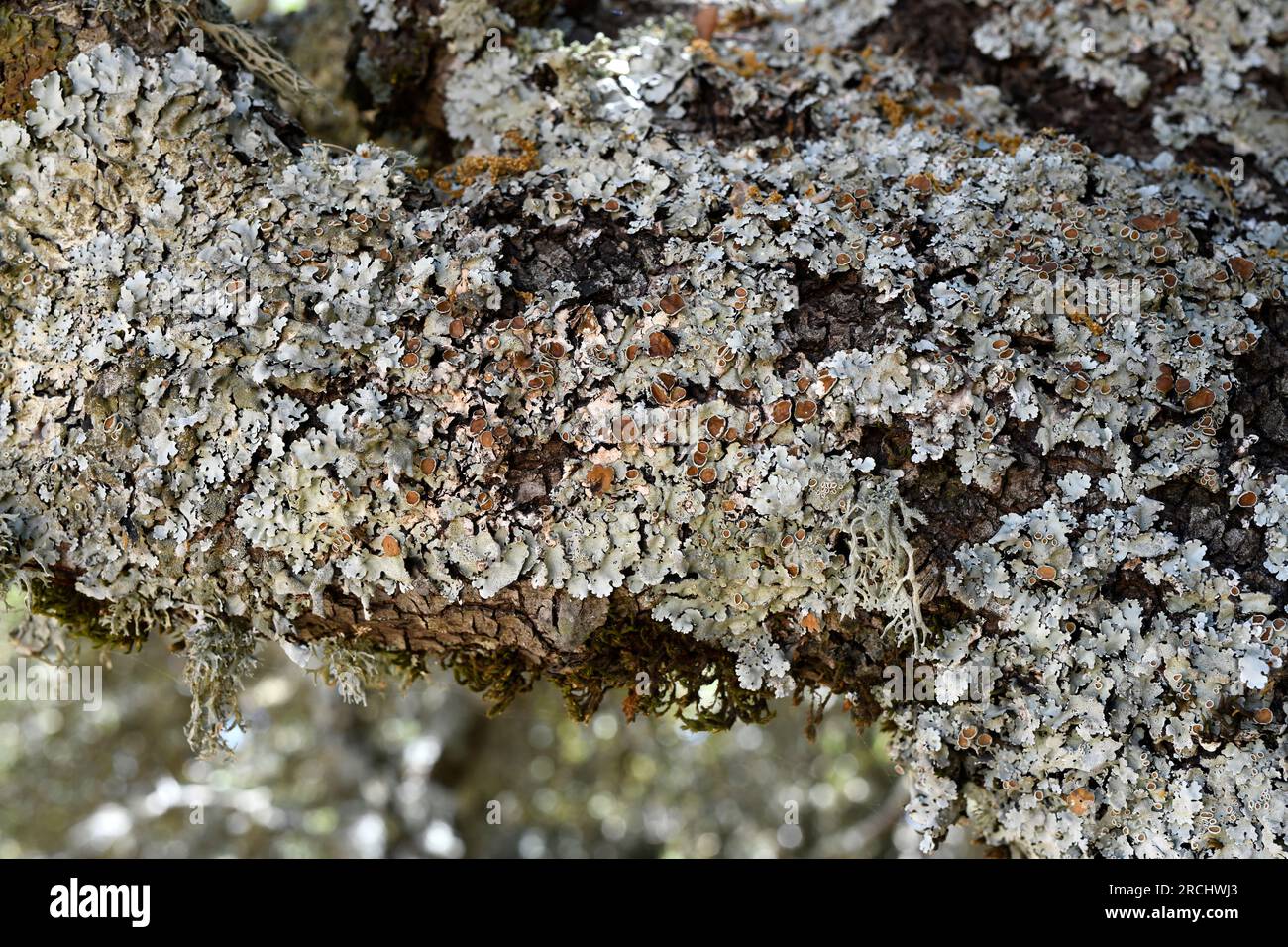 Parmelia quercina is a foliose lichen that grows on tree bark. This photo was taken in Las Villuercas, Cáceres, Extremadura, Spain. Stock Photo