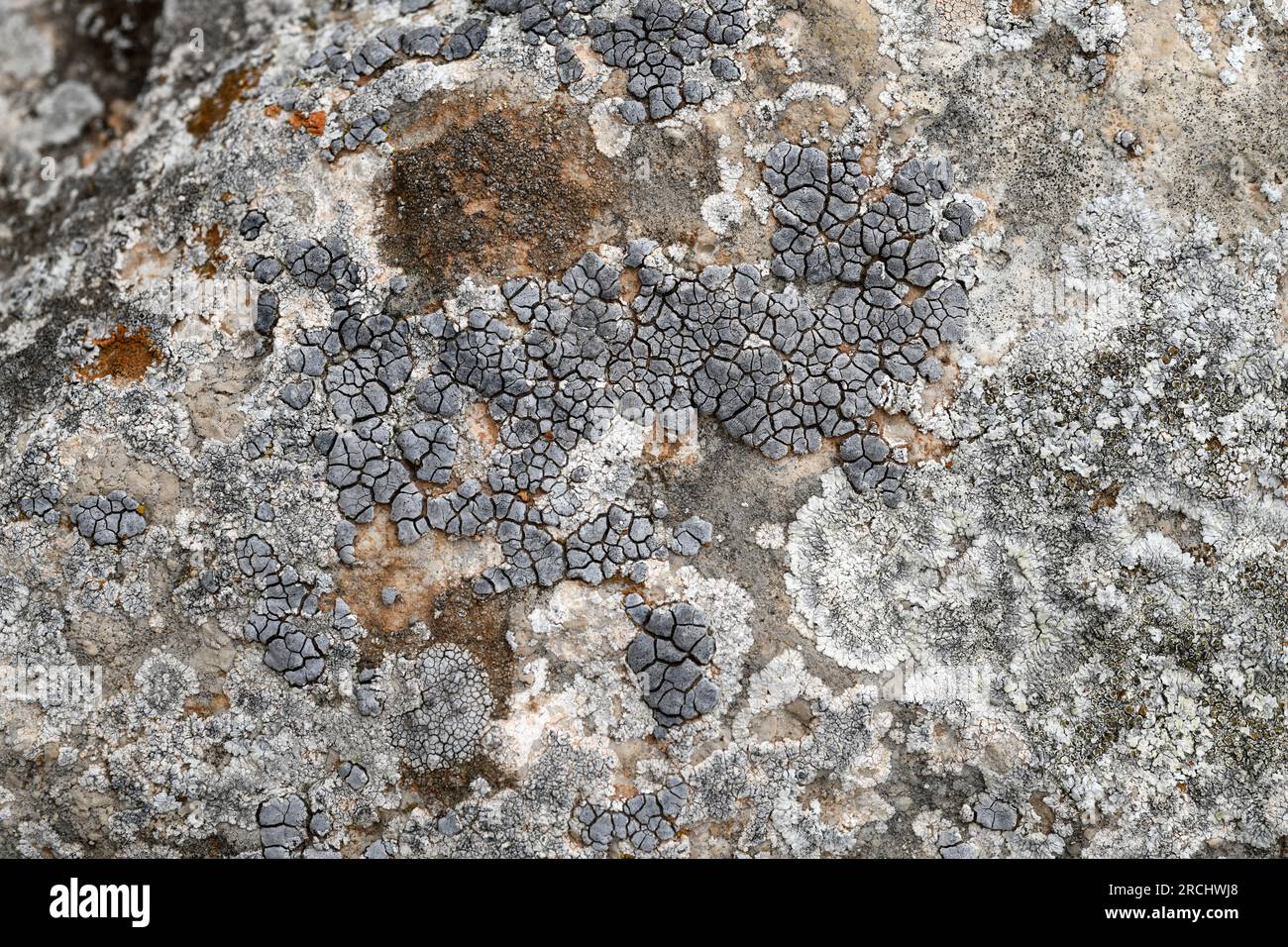 Placocarpus schaereri, Verrucaria schaereri or Dermatocarpon monstrosum  is a crustose lichen that grows on calcareous rocks. This photo was taken in Stock Photo