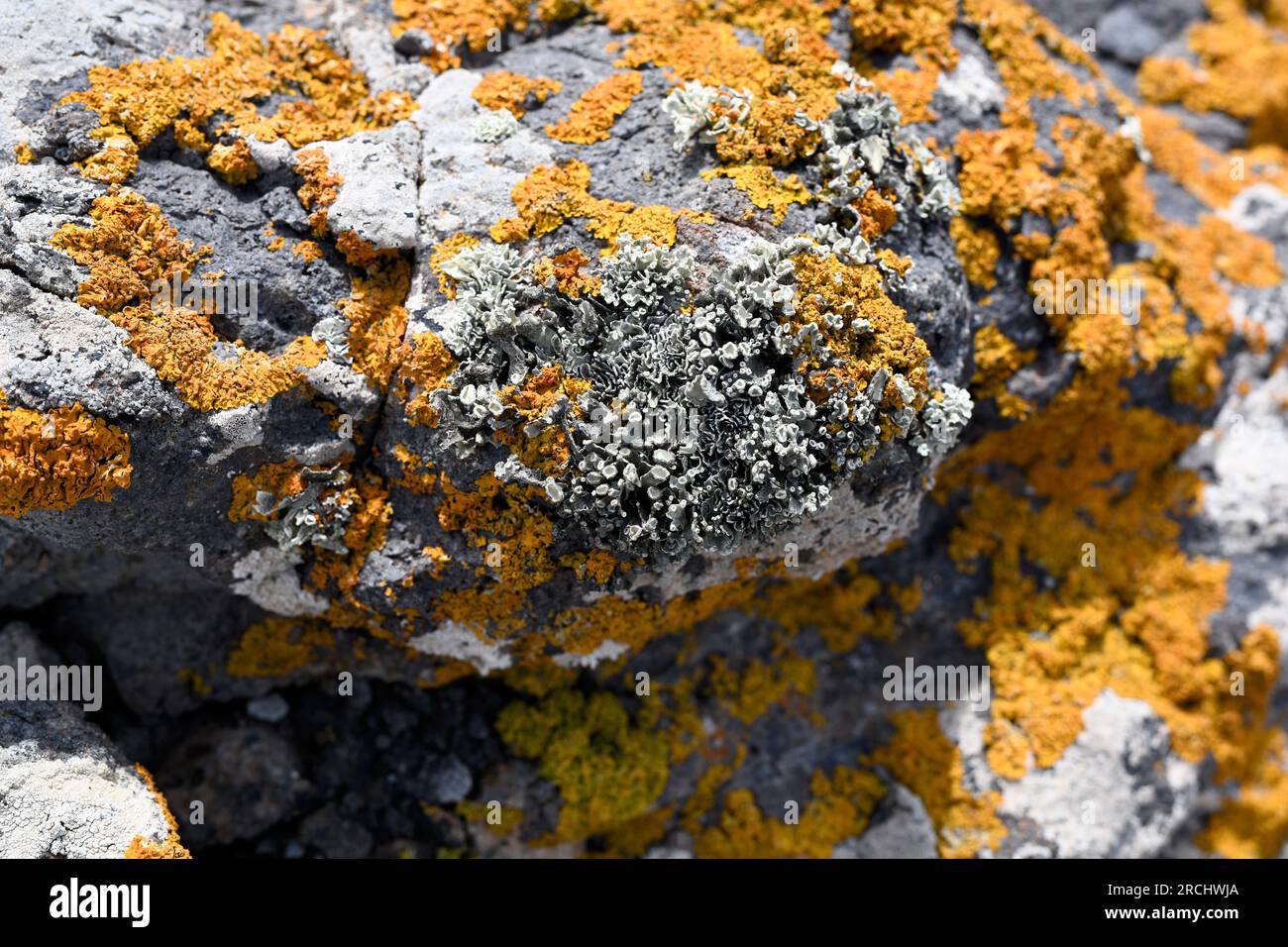 Ramalina rosacea (grey) surrounded  by Xanthoria calcicola (orange) growing in andesite rock. This photo was taken in Cabo de Gata, Almería, Andalusia Stock Photo