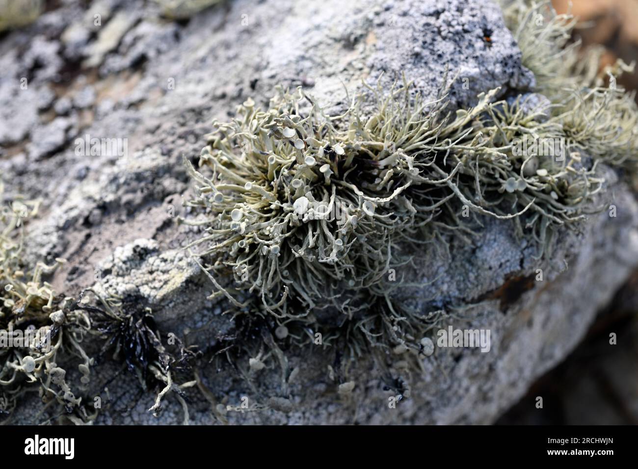 Ramalina siliquosa is a fruticulose lichen that grows on siliceous rocks of coastlines. This photo was taken in Ribadeo, Lugo, Galicia, Spain. Stock Photo