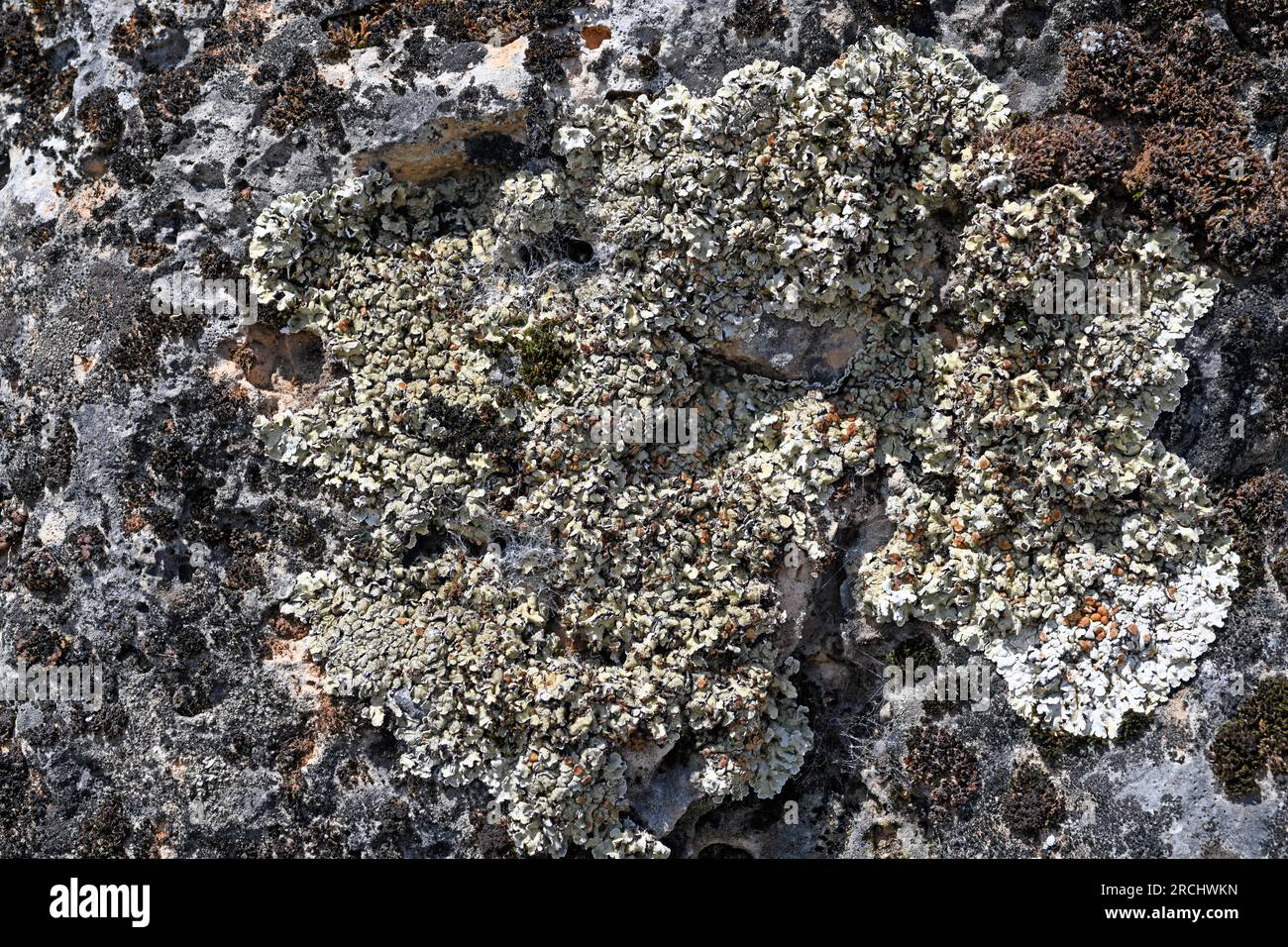 Squamarina cartilaginea is a squamulose lichen that grows on calcareous rocks. This photo was taken in Serranía de Cuenca, Castilla-La Mancha, Spain. Stock Photo