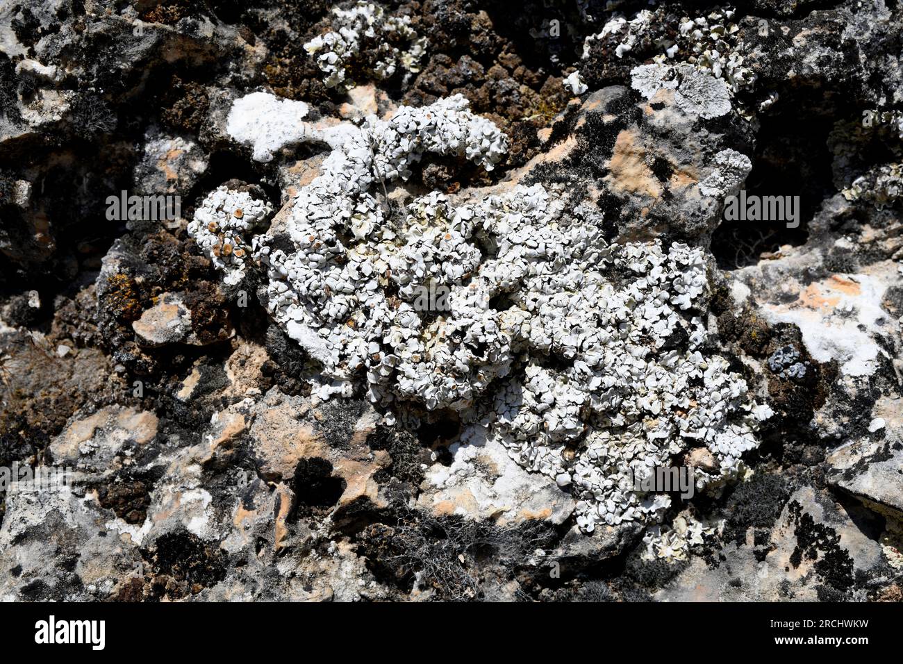 Squamarina lentigera is a squamulose lichen that grows on calcareous rocks. This photo was taken in Serranía de Cuenca, Castilla-La Mancha, Spain. Stock Photo