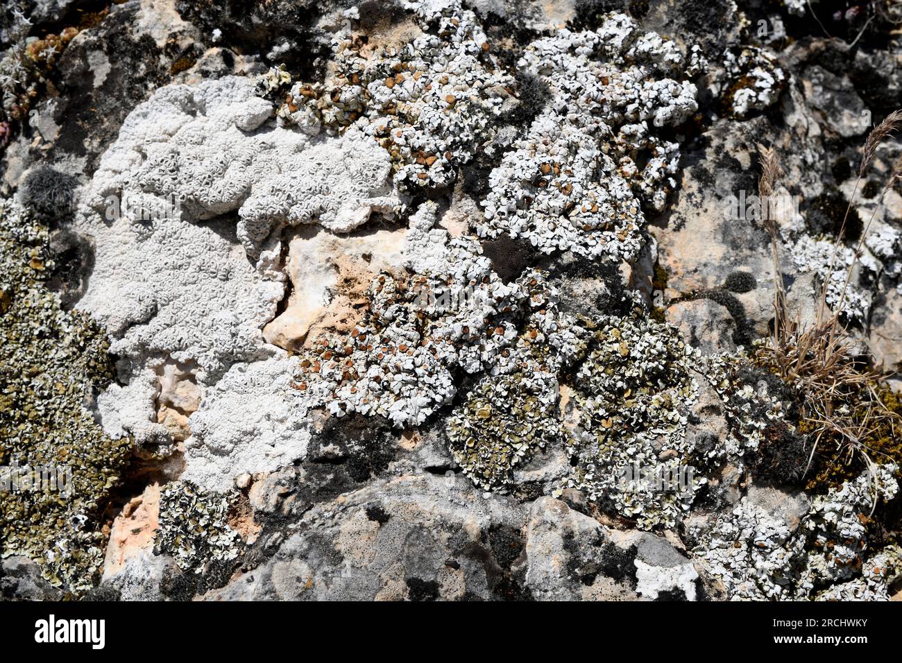 Squamarina lentigera (grey) and Squamarina cartilaginea (greenish) are a squamulose lichens that grows on calcareous rocks. This photo was taken in Se Stock Photo