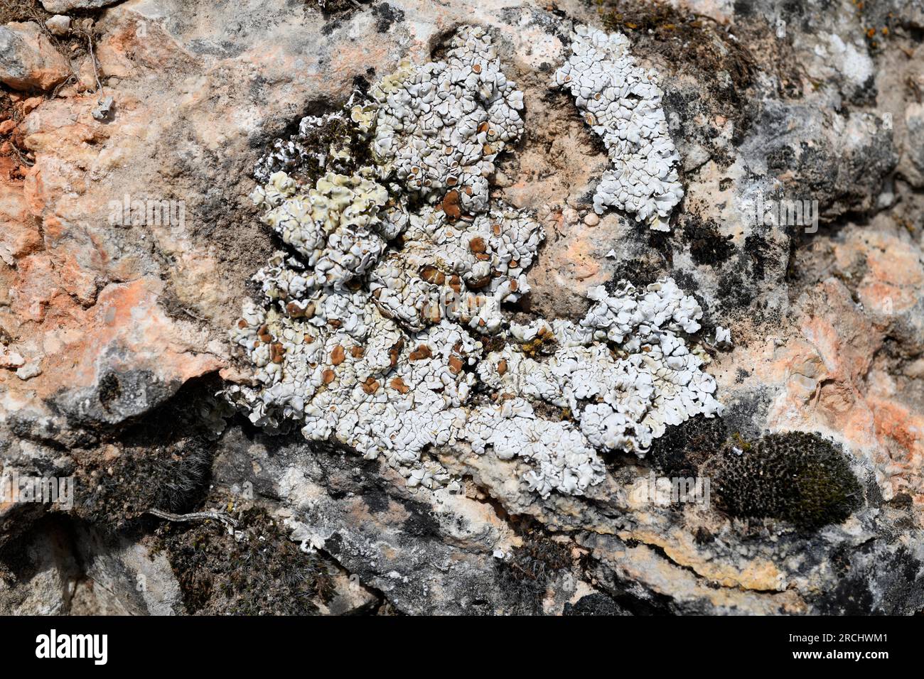 Squamarina lentigera is a squamulose lichen. This photo was taken in Serranía de Cuenca, Castilla-La Mancha, Spain. Stock Photo