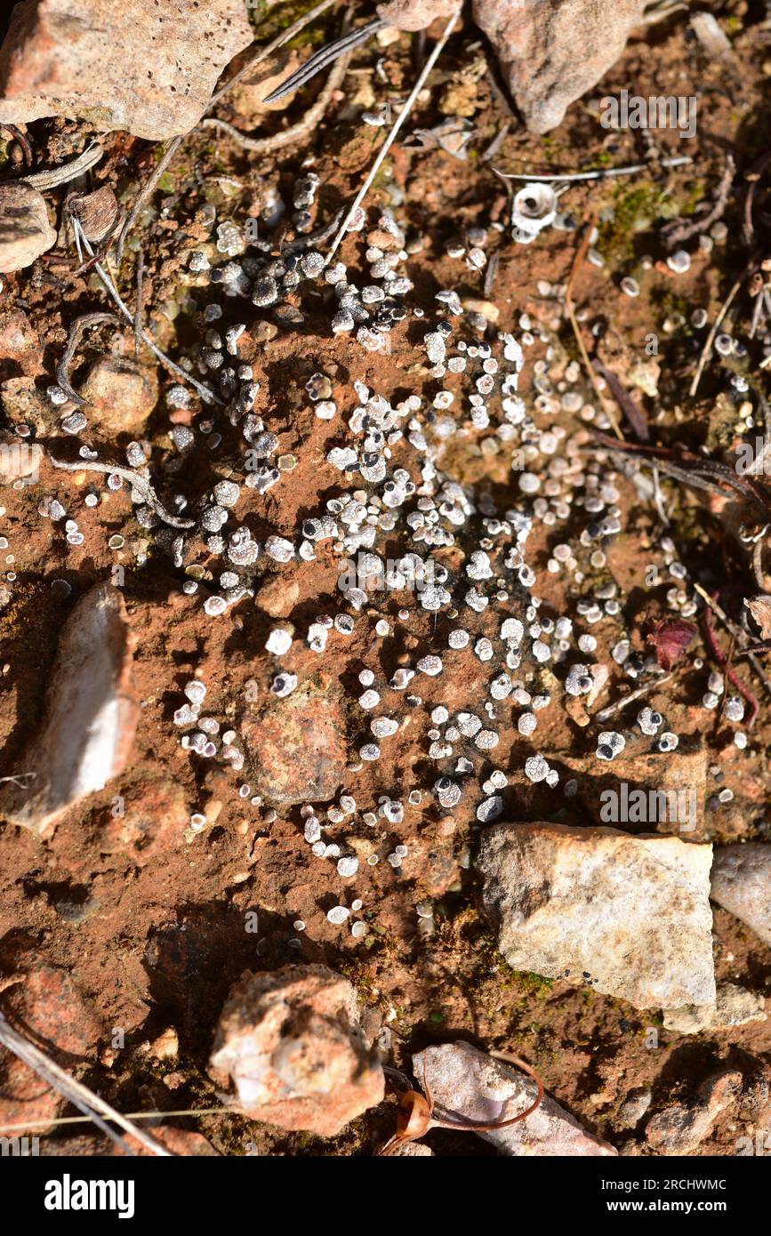 Toninia tumidula is a crustose lichen. This photo was taken in L'Ametlla de Mar, Tarragona, Catalonia, Spain. Stock Photo