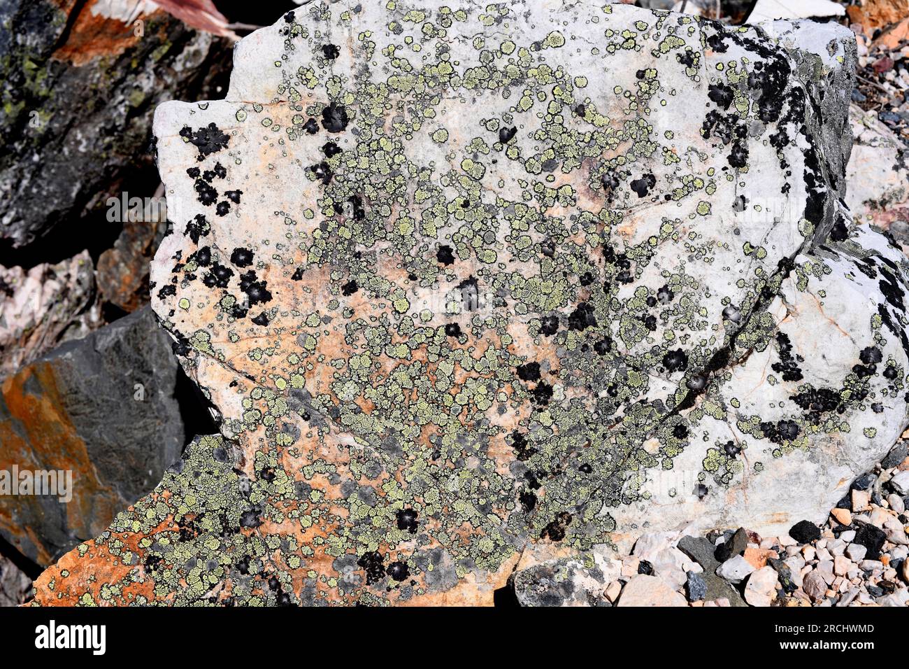 Umbilicaria vellea (foliose lichen) and Rhizocarpon geographicum (crustose) on siliceous rock. This photo was taken in Villuercas, Cáceres, Extremadur Stock Photo