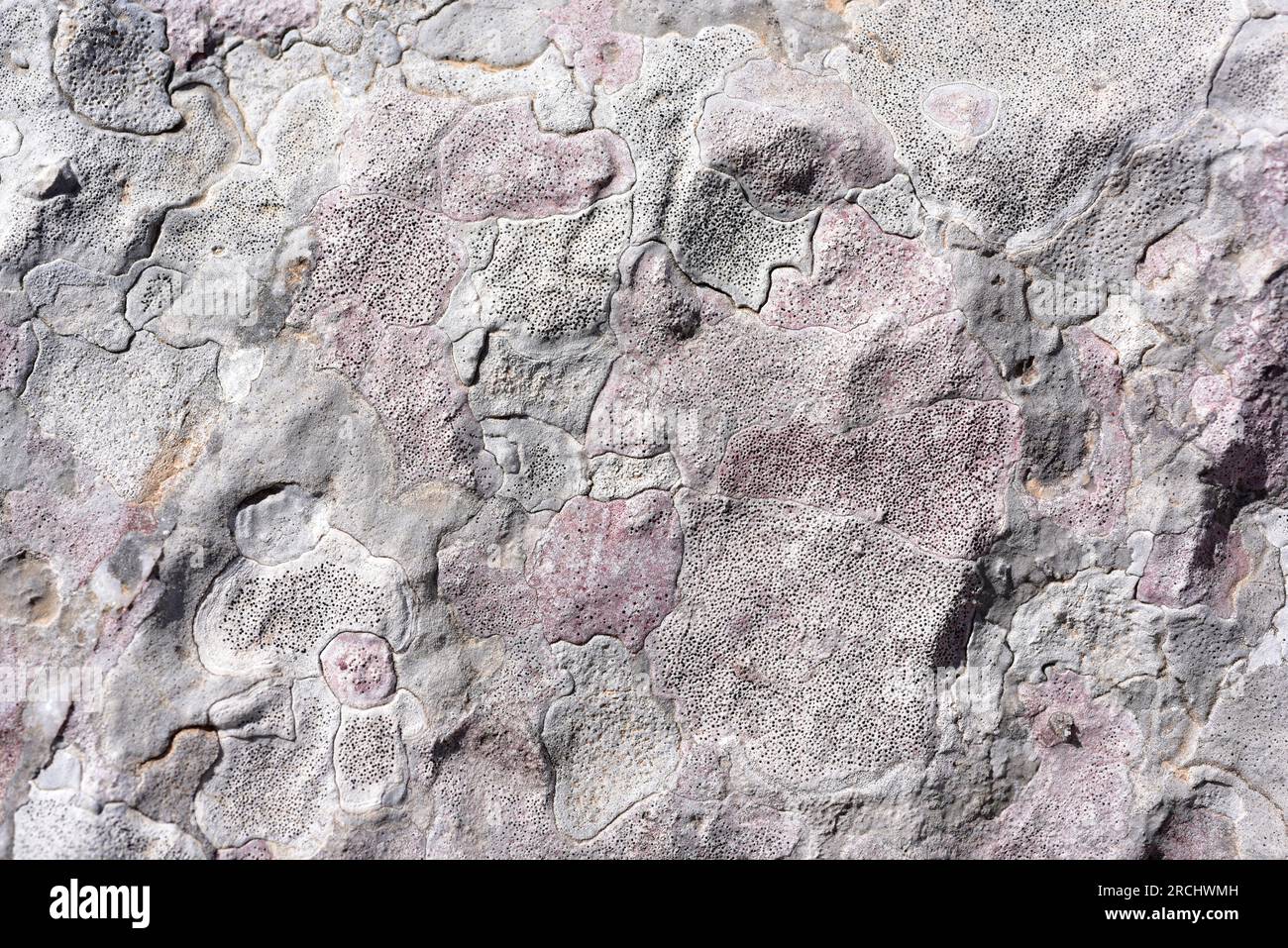 Verrucaria marmorea (pink) and Verrucaria parmigera (white) are two endolithic species of lichens that grows on calcareous rocks. This photo was taken Stock Photo