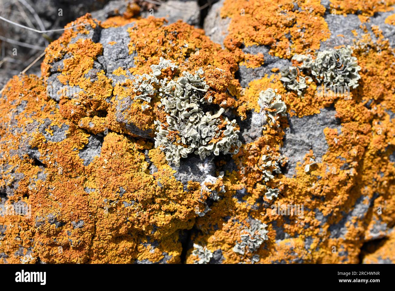 Xanthoria calcicola or Xanthoria aureola (orange) and Ramalina rosacea (yellow-greenish). X. calcicola is foliose lichen and R. rosacea is fruticose. Stock Photo
