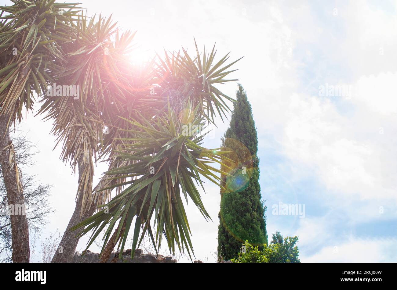 Park palm trees plants hi-res stock photography and images - Alamy