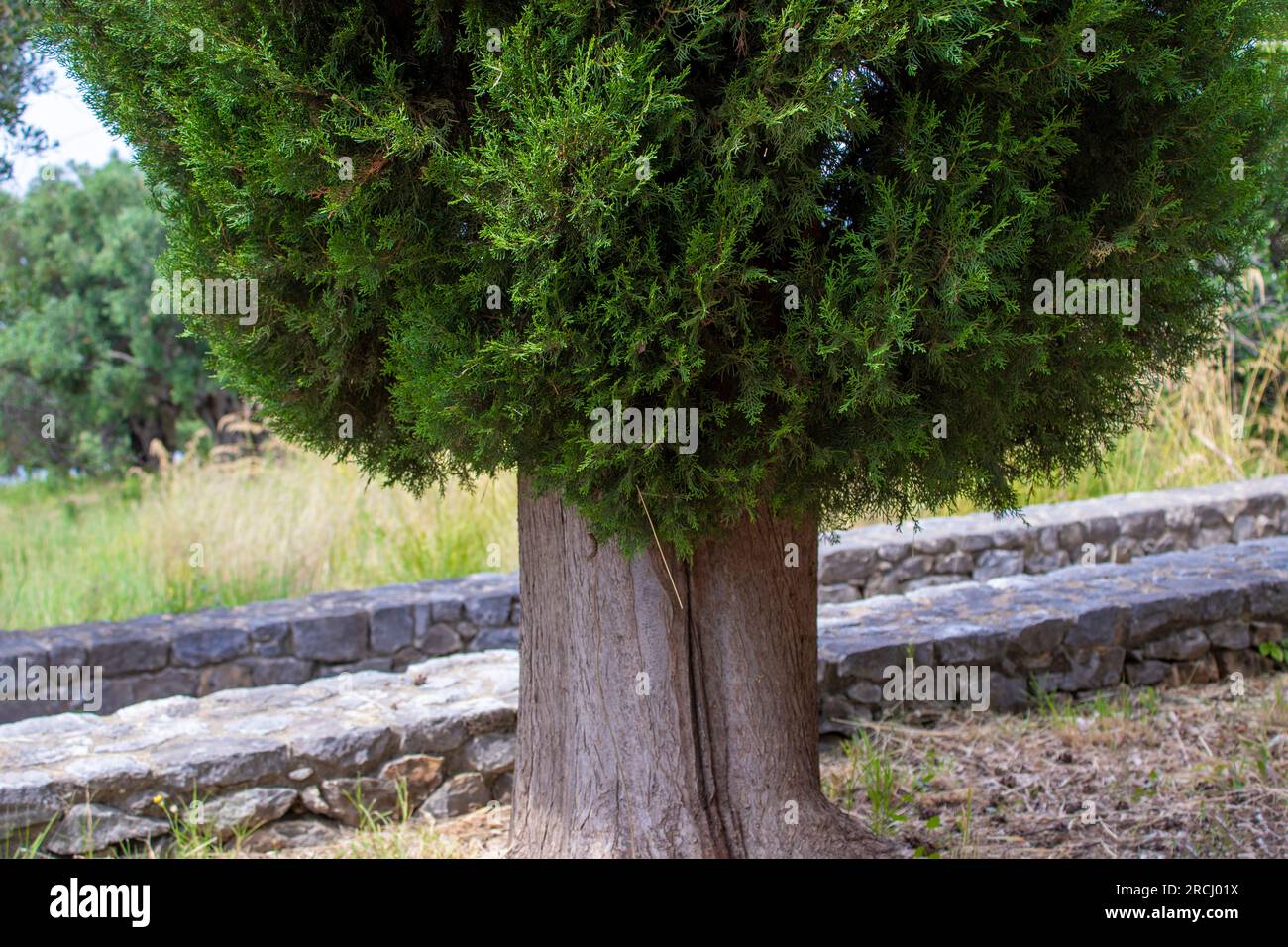 Large Thuja Tree. Close-up of a Green Arborvitae Bush. Stock Photo