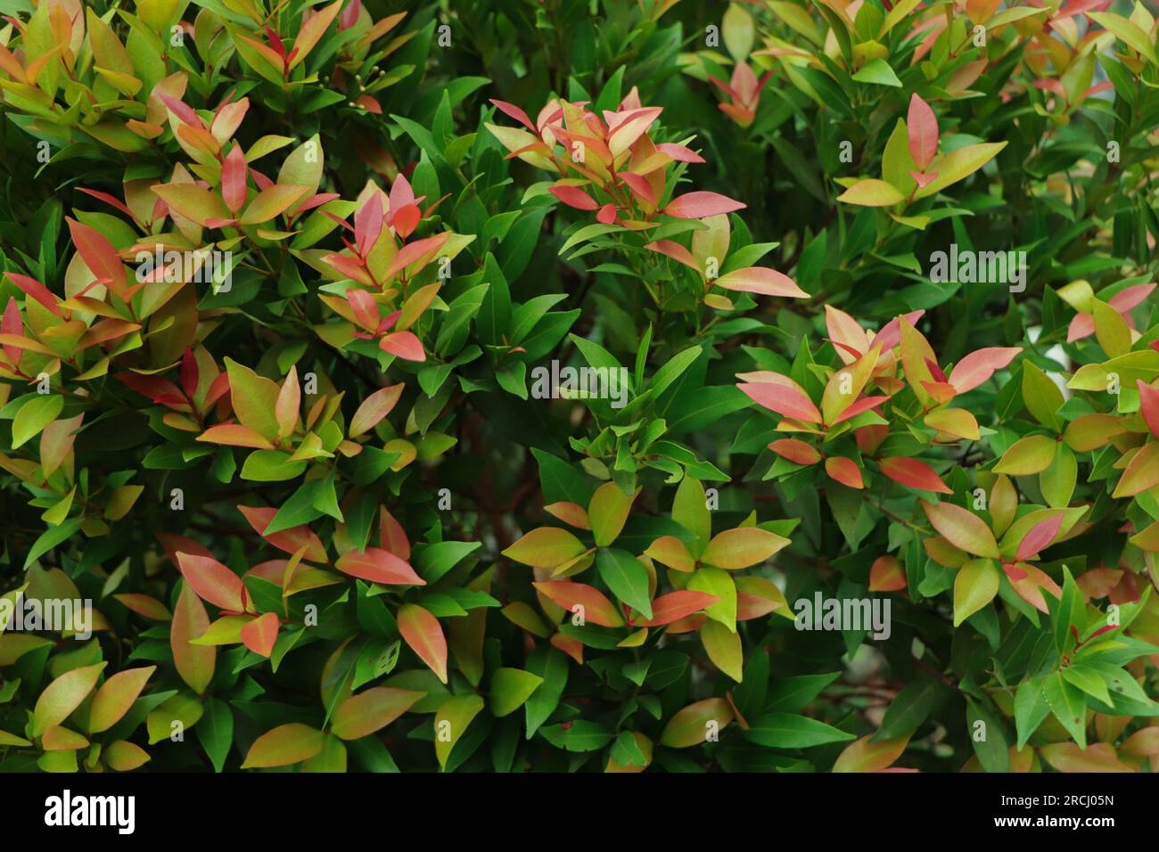 Christina leaves(Syzygium australe), Red and green leaf texture ...