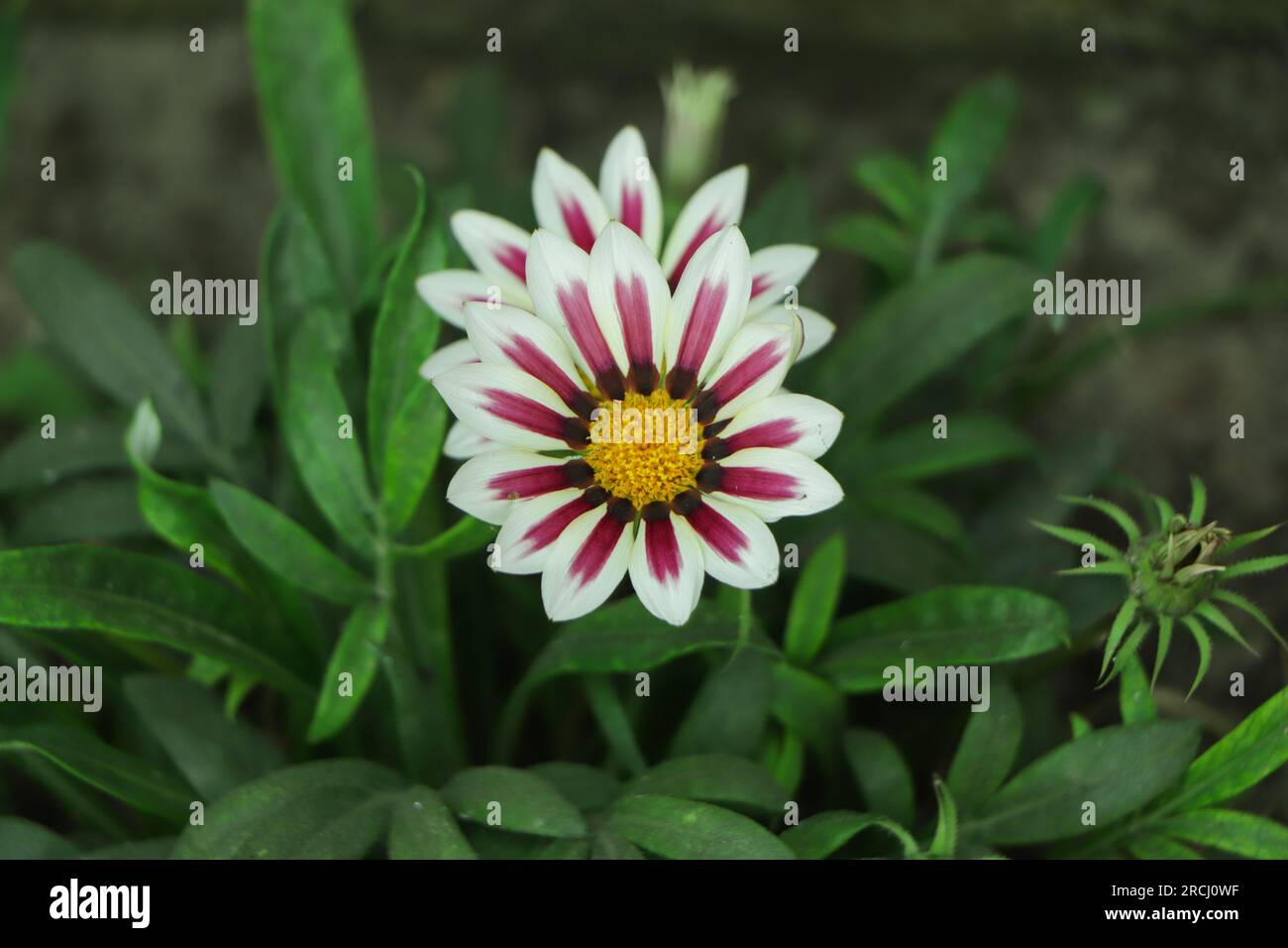 white and pink gazania flower blooming in garden Stock Photo