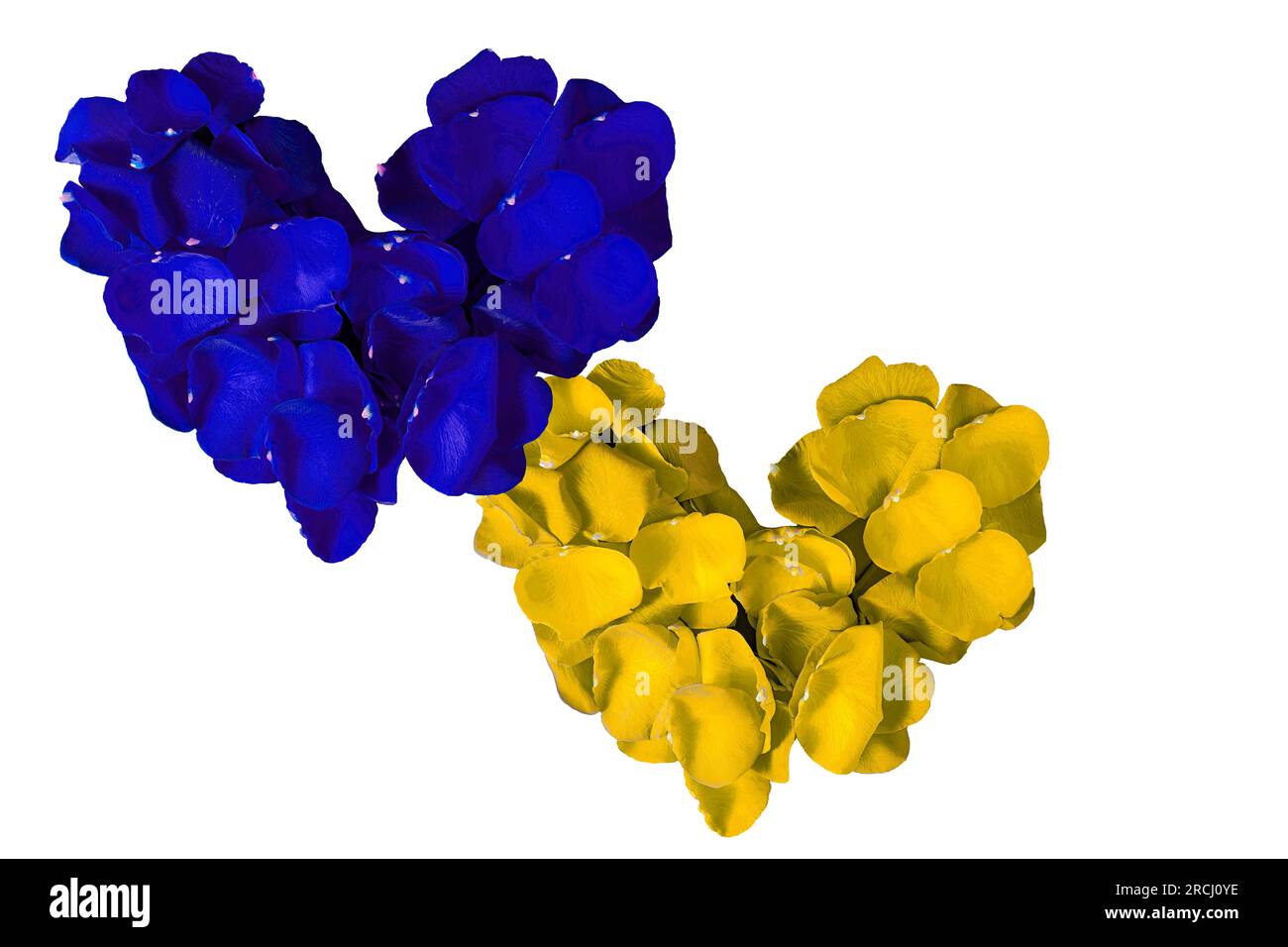 Hearts Made from Rose Petals in the Colors of the Ukrainian Flag. Heart Made of Blue and Yellow Rose Petals Isolated on White Background. Stock Photo