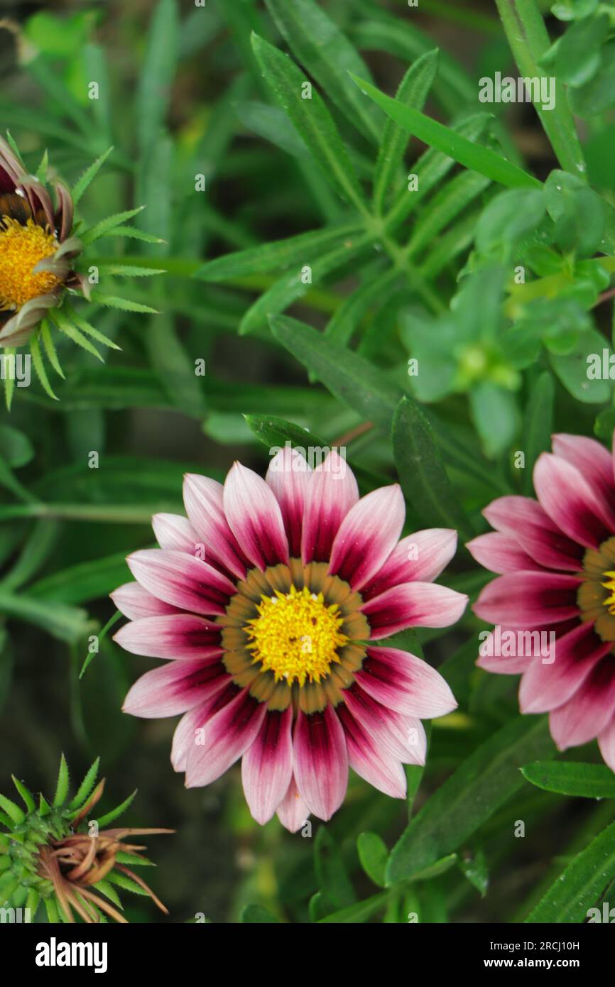Four blossoms of Gazania flowers from above Stock Photo