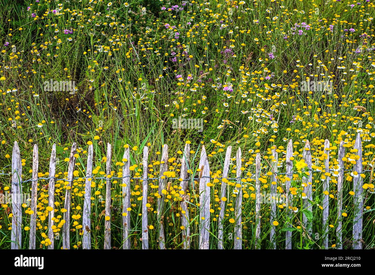 Wood fence flowers hi-res stock photography and images - Alamy