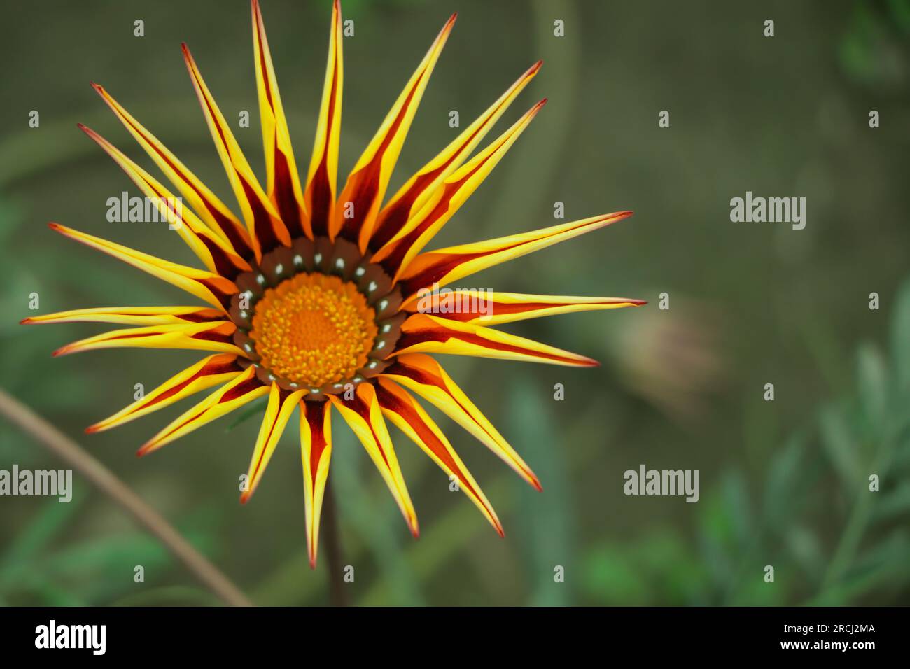 Gazanias (Treasure Flower or African Daisy) are showy tender perennials