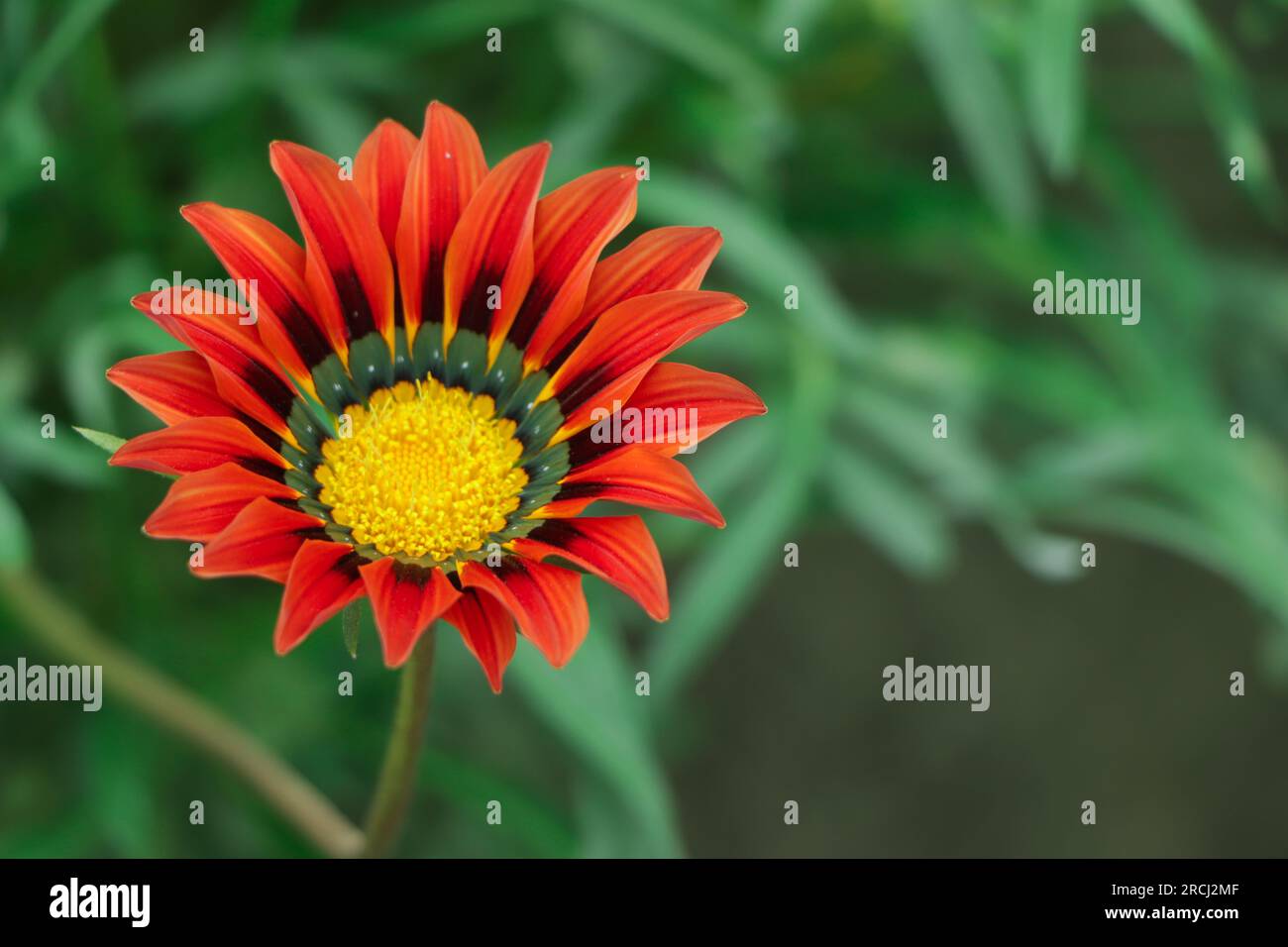 Colorful Gazania linearis flowers, close up. Gazania is ornamental flowering plant in the Asteraceae family. They produce large, attractive, daisy-lik Stock Photo
