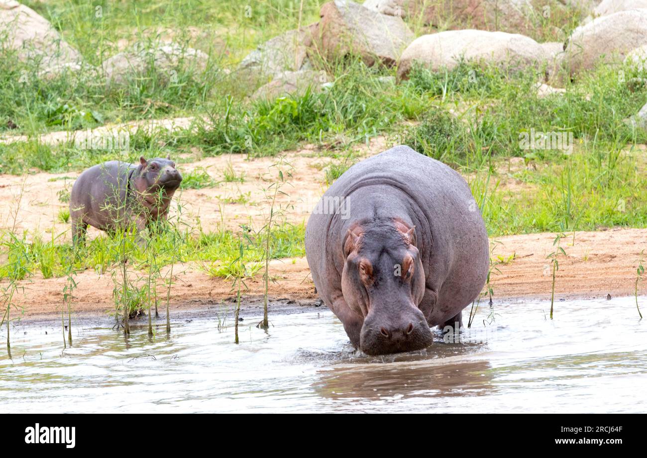A small Hippo calf follows its mother into the river. It will need to stay close to her for protection from crocodile and lions in particular. Stock Photo