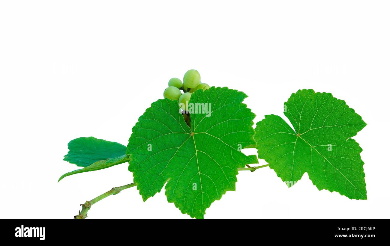 Young grape or angoor leaves with branch and raw fruits on white ...