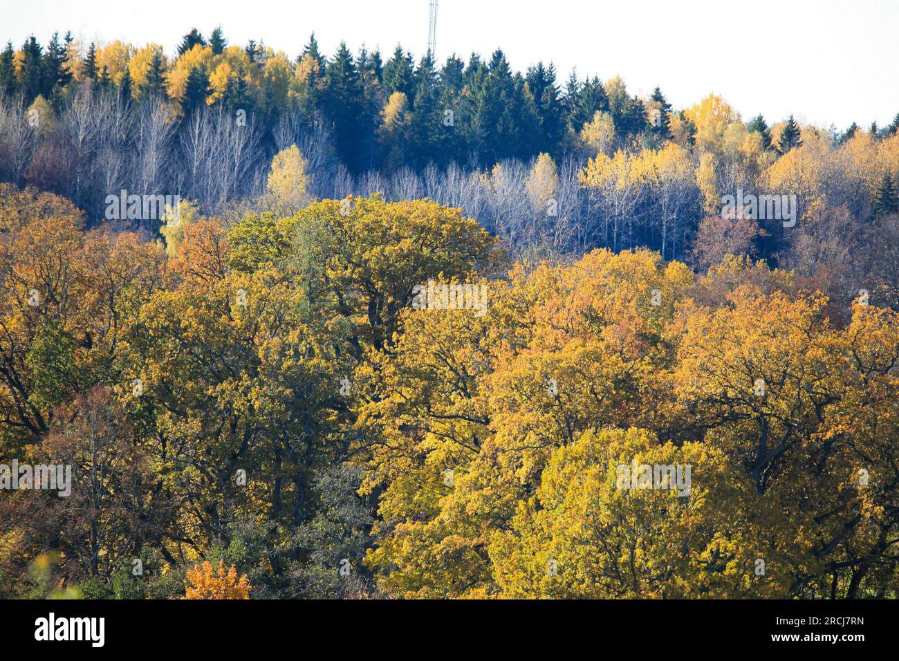 AUTUMN COLORS in the landscapes trees Stock Photo - Alamy