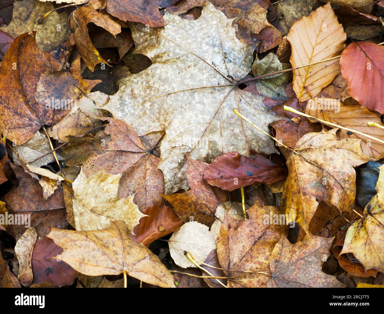 DRY AUTUMN LEAVES that have fallen off and ended up on the ground Stock Photo