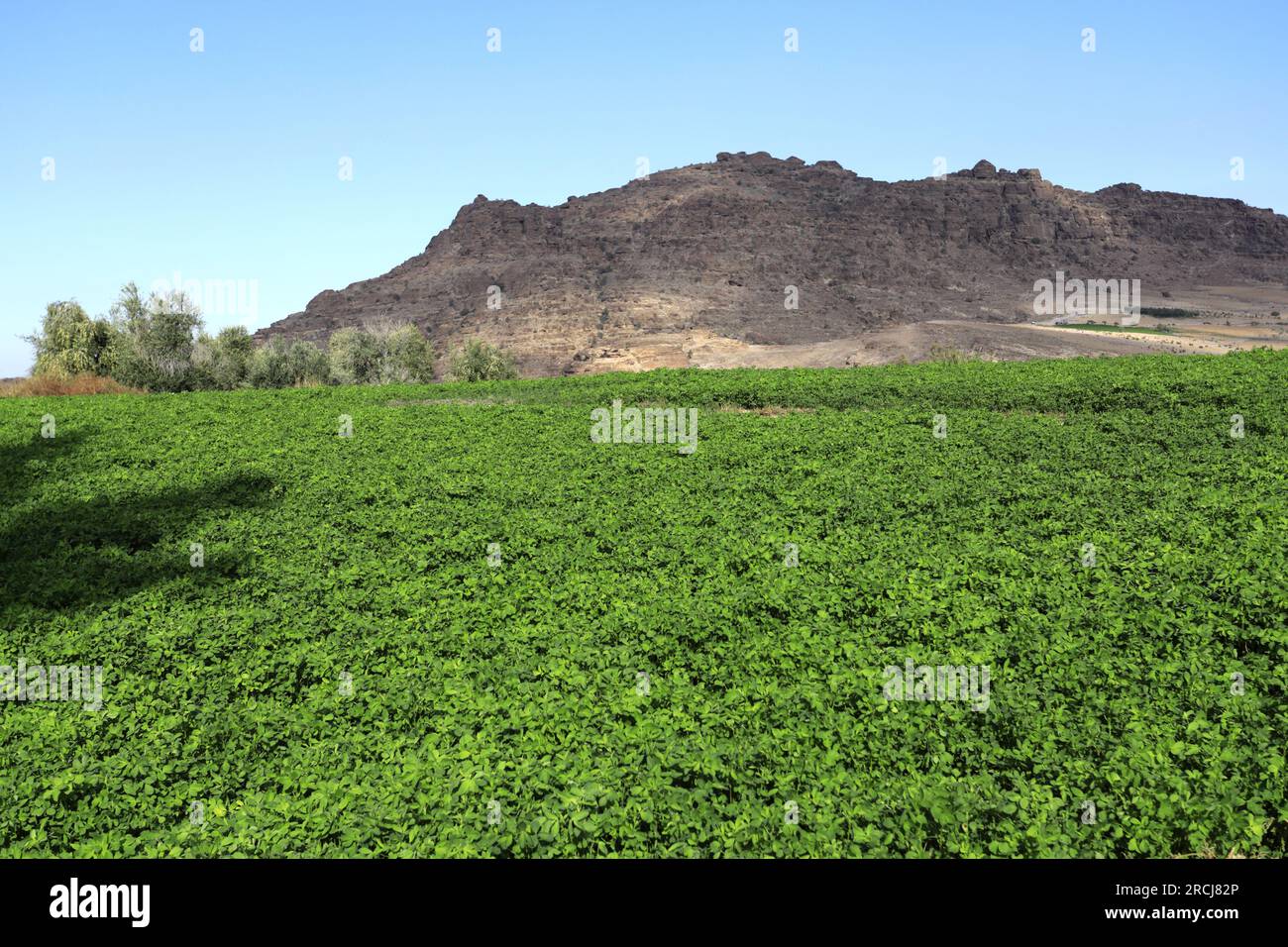 Irrigation equipment and crops in Wadi Ba'aja near Little Petra, Al-Sharat area of Jordan, Middle East Stock Photo