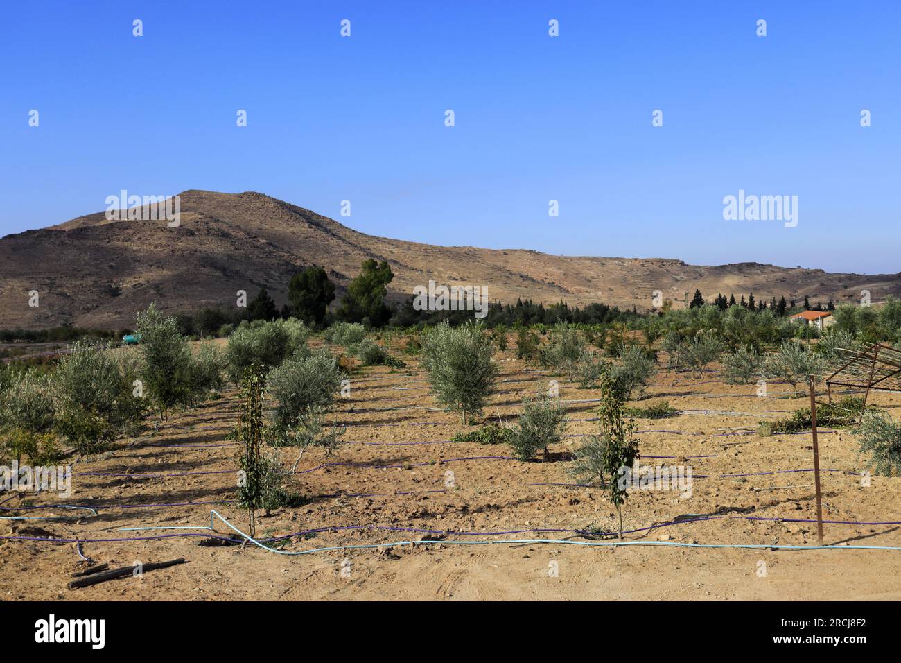 Petra jordan water channel hi-res stock photography and images - Alamy