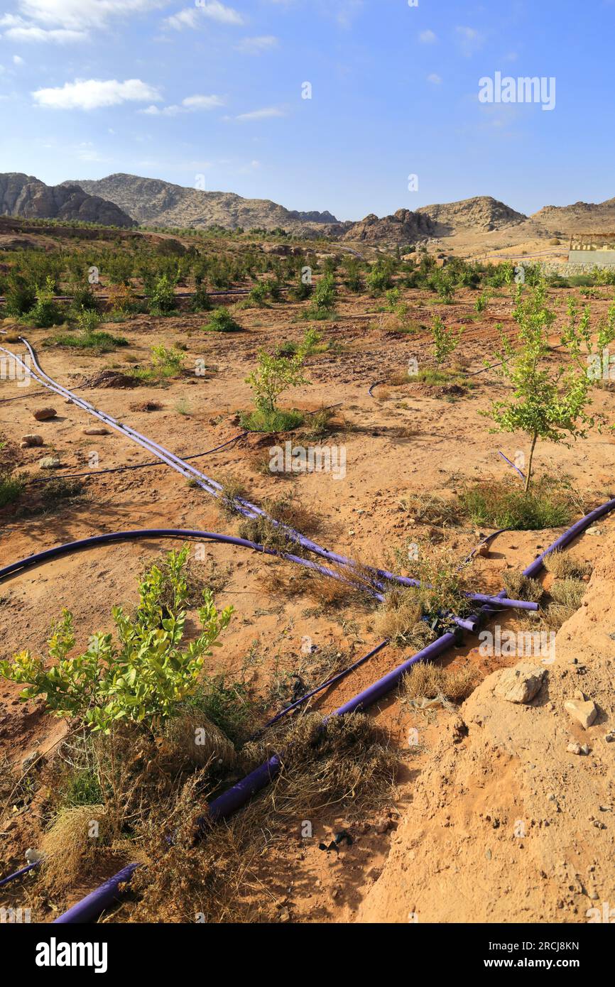 Irrigation equipment and crops in Wadi Ba'aja near Little Petra, Al-Sharat area of Jordan, Middle East Stock Photo