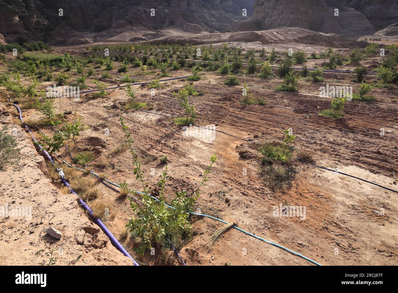 Irrigation equipment and crops in Wadi Ba'aja near Little Petra, Al-Sharat area of Jordan, Middle East Stock Photo