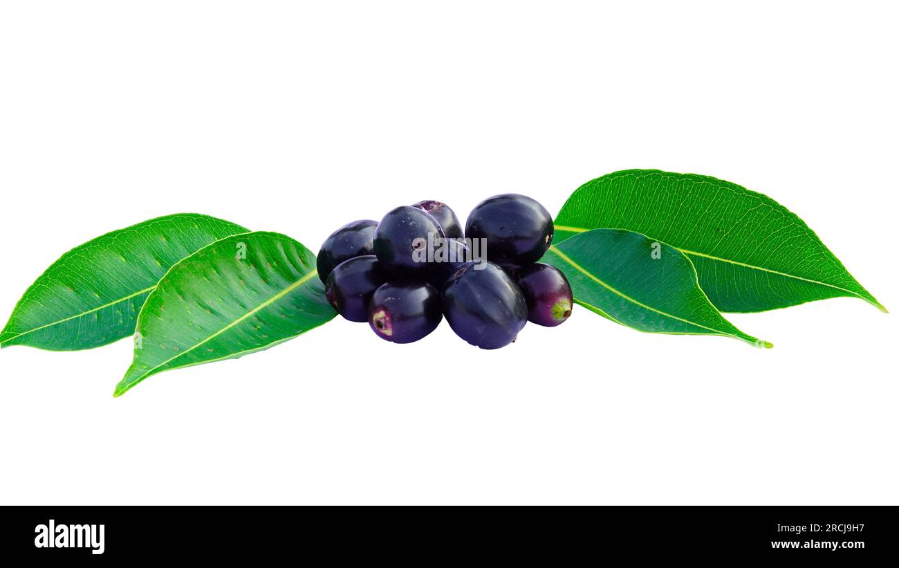 Jambolan plum, Java plum or Syzygium cumini isolate on white background. Stock Photo