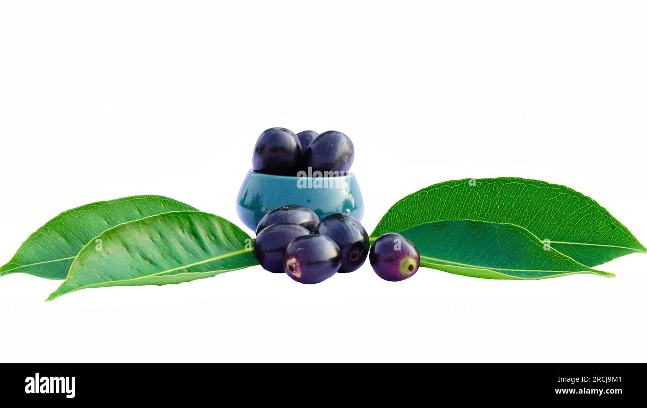 Fresh leaves of Jamun tree with ripe fruits on a white background
