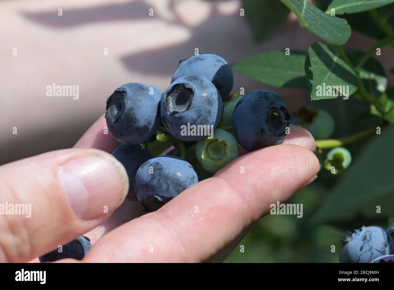 Klaistow, Germany. 15th July, 2023. Ripe cultivated blueberries hang