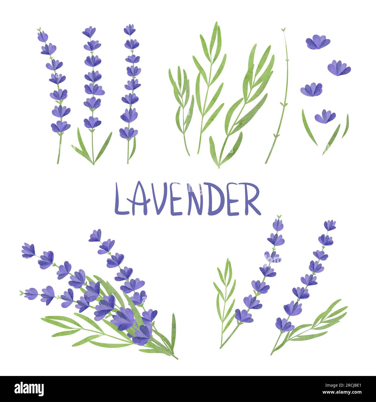 Set of watercolor Lavender flower elements. Vector illustration Stock ...