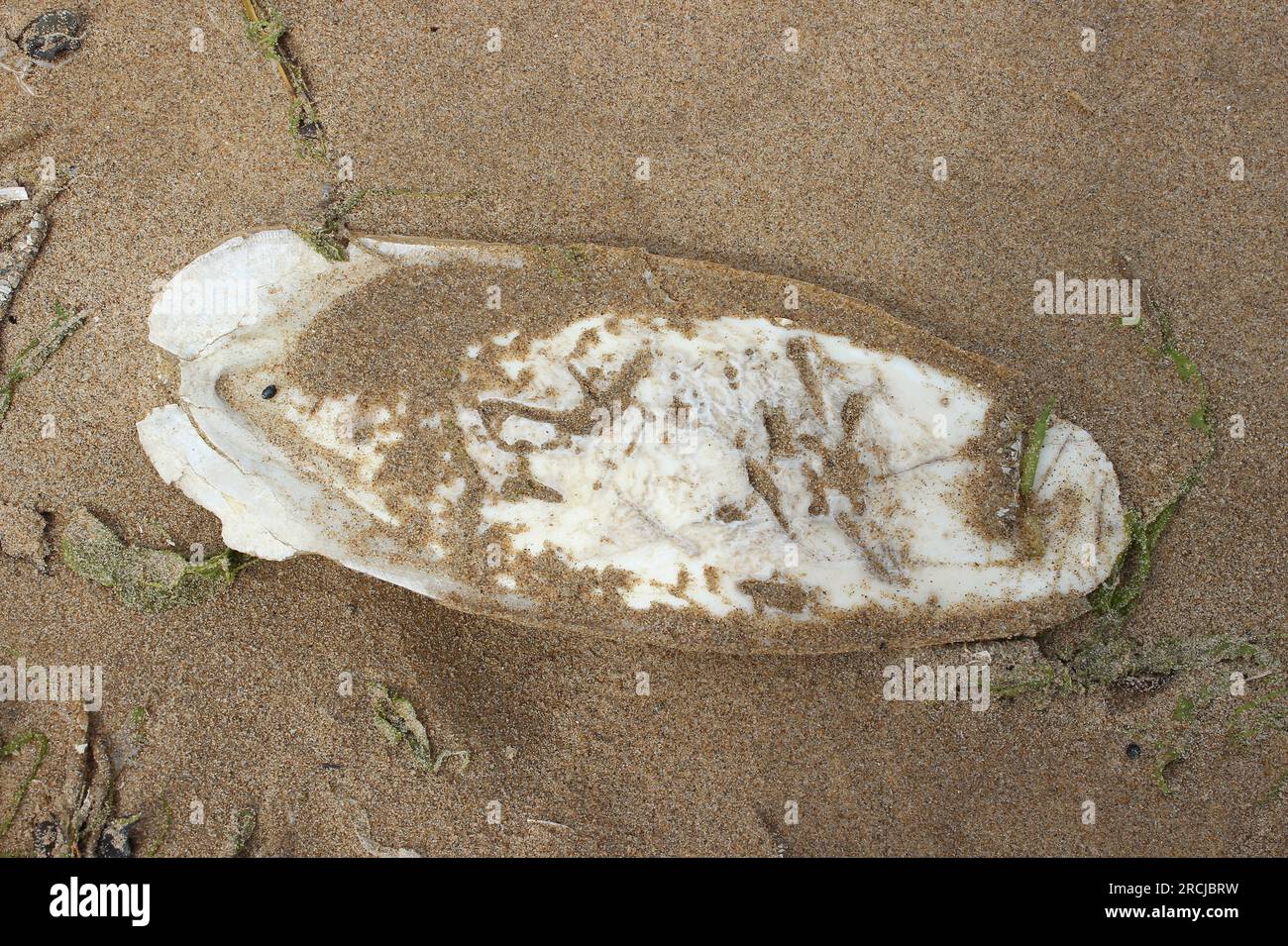 Cuttlefish Bone Washed Up On Beach Stock Photo