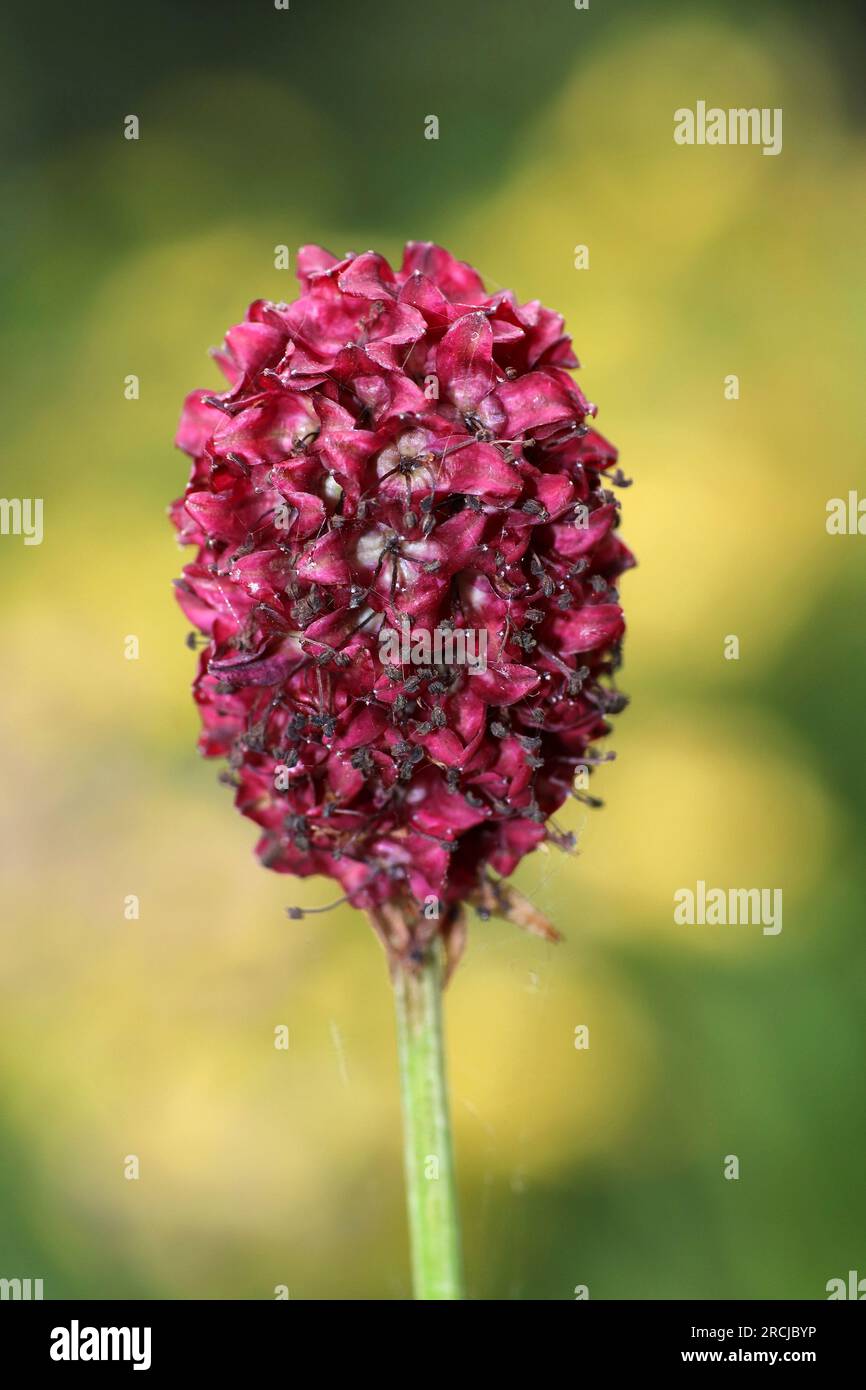 Great Burnet Sanguisorba officinalis Stock Photo