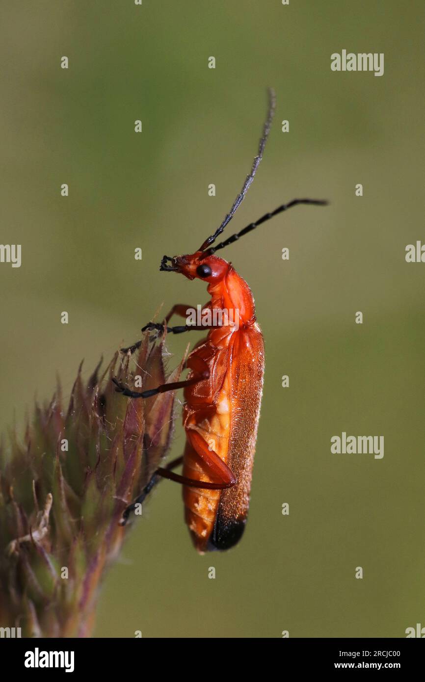 Common Red Soldier Beetles (Rhagonycha fulva) Stock Photo