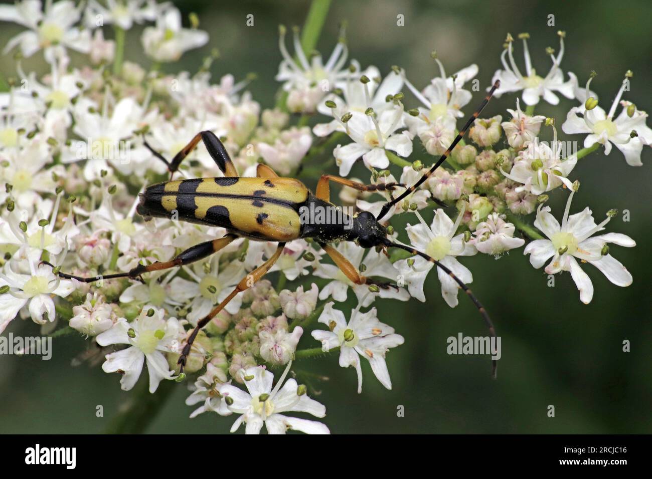 Spotted Longhorn Beetle a.k.a. Harlequin Longhorn Leptura maculata syn Rutpela maculata, Strangalia maculata Stock Photo