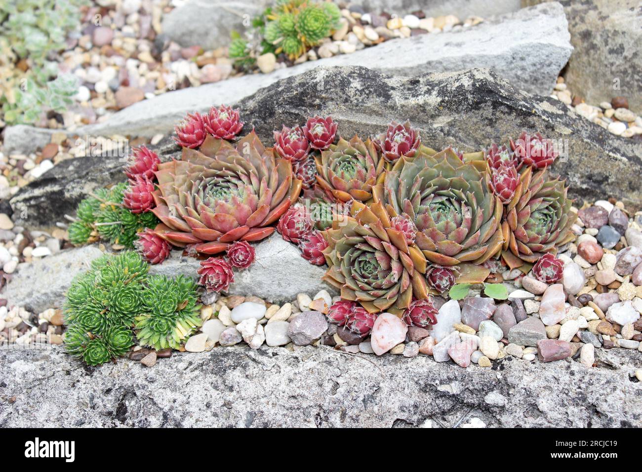 Rockery Sempervivums Stock Photo