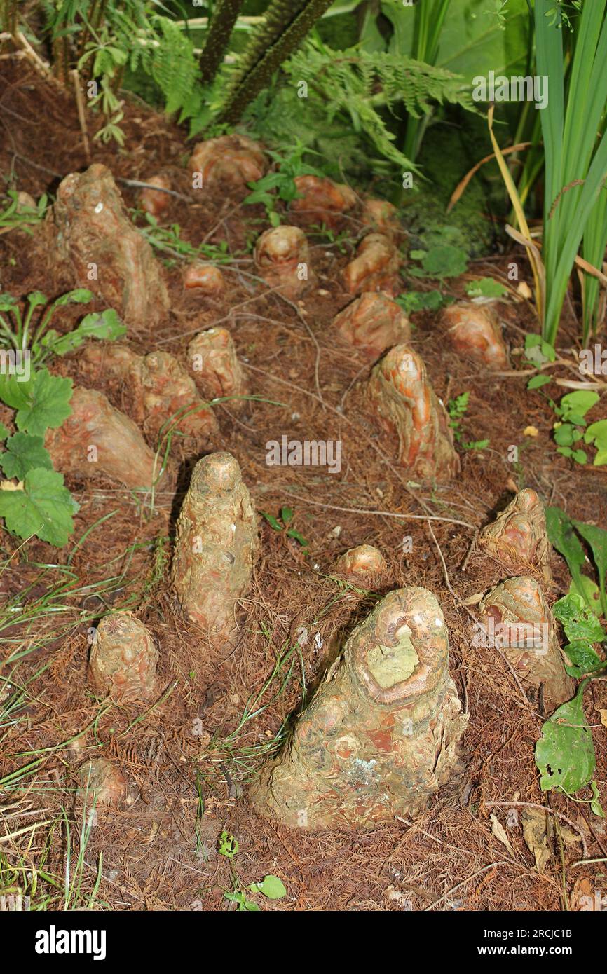 Swamp Cypress Knees - Taxodium distichum Stock Photo