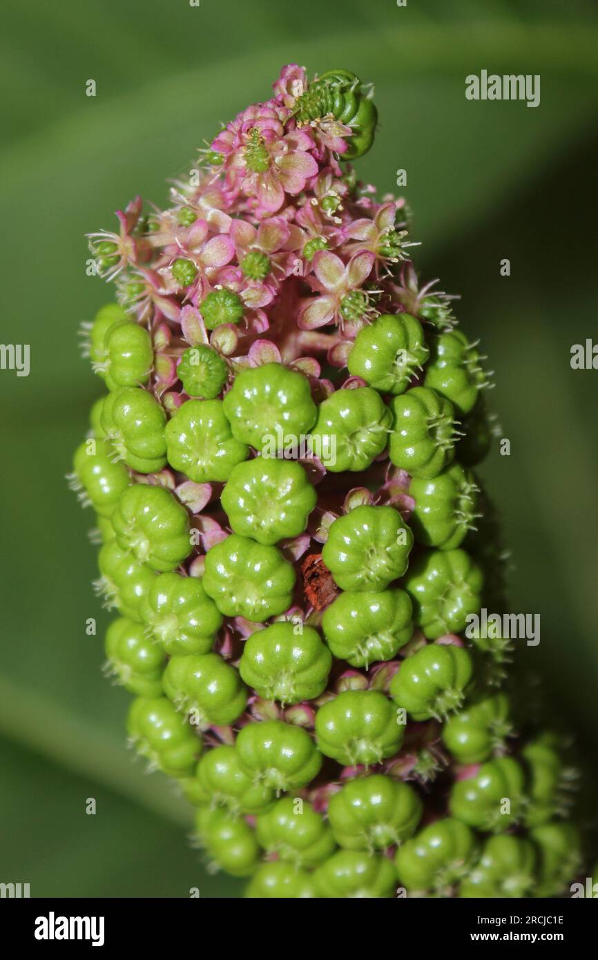 Indian Pokeweed Phytolacca acinosa Stock Photo