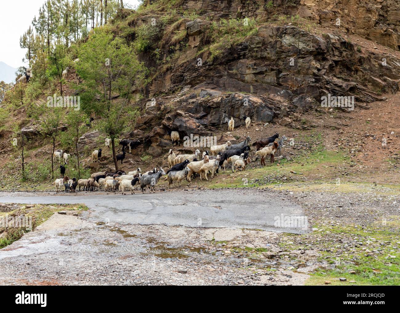 A flock of sheep grazing the grass on a roadside in the rain. Stock Photo