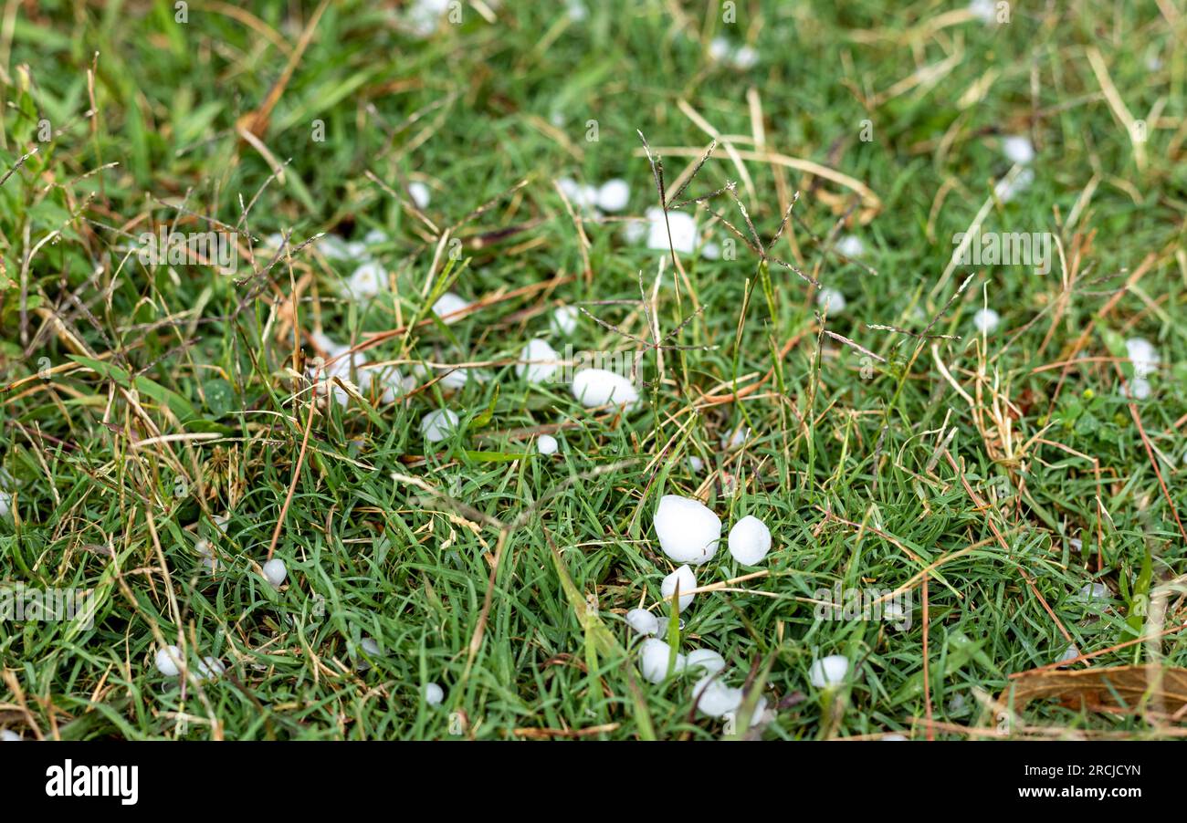 Hail in the lawn after hailstorm Stock Photo - Alamy