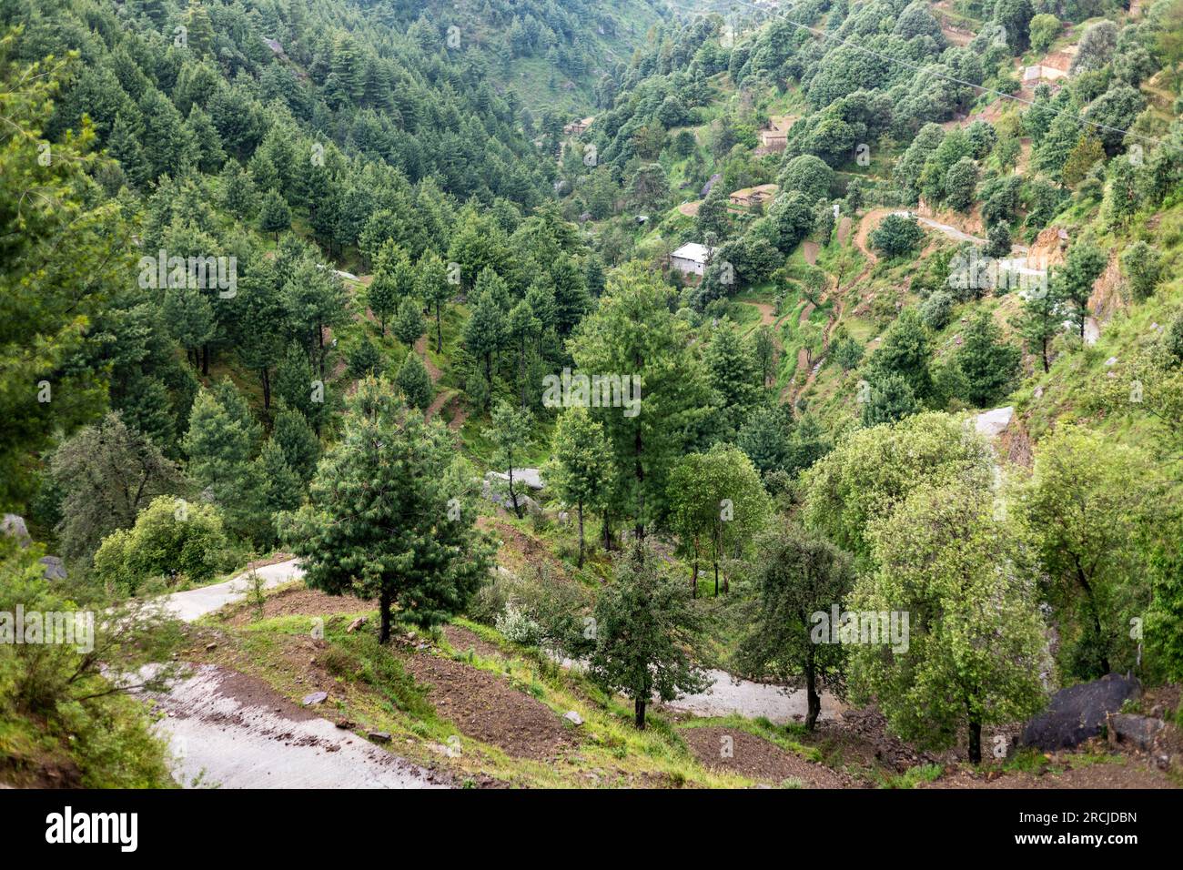 Himalayan cedar or deodar forest on mountain of swat valley, Pakistan Stock Photo
