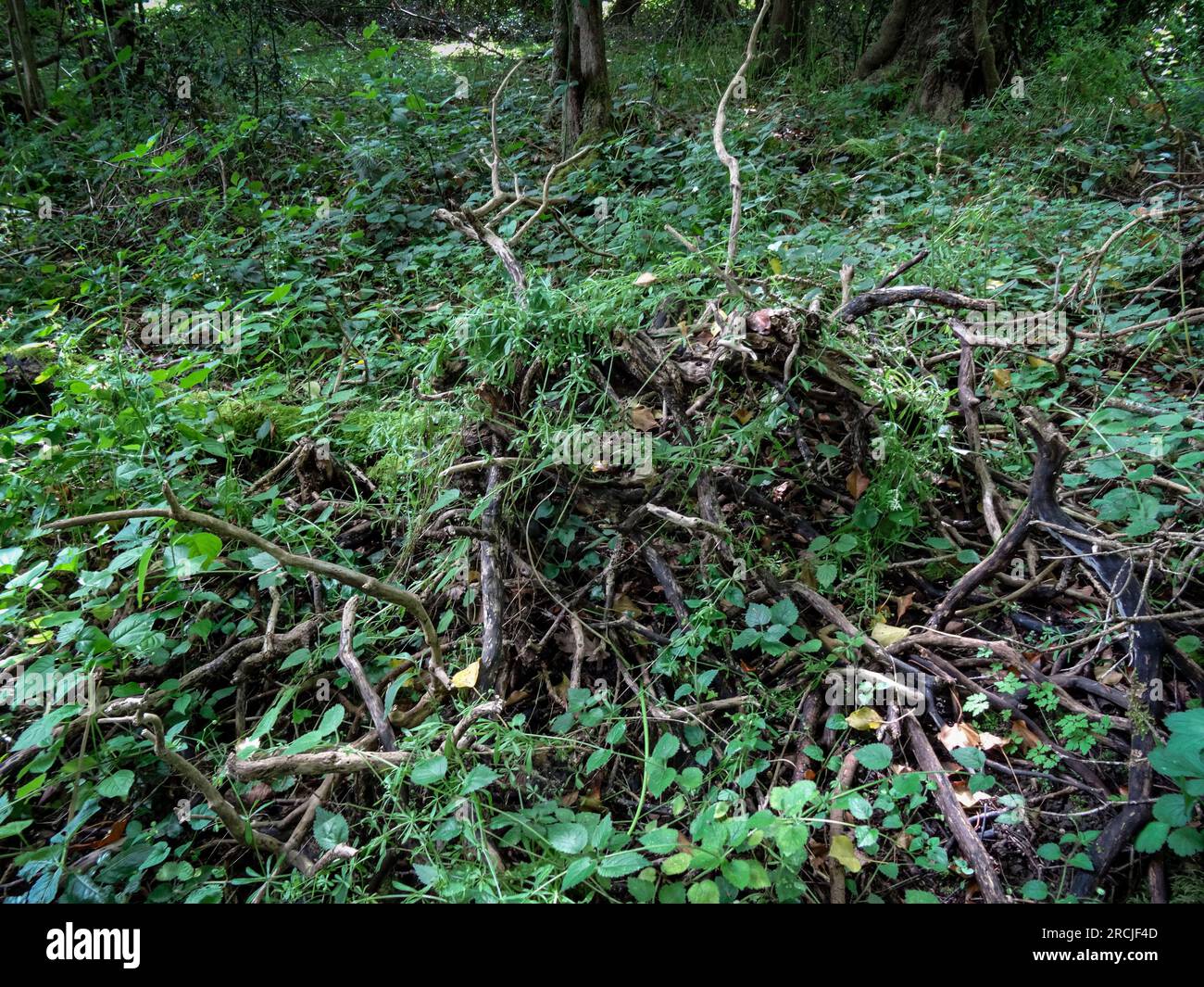 Natural semi close up environmental plant portrait showing intimate ...