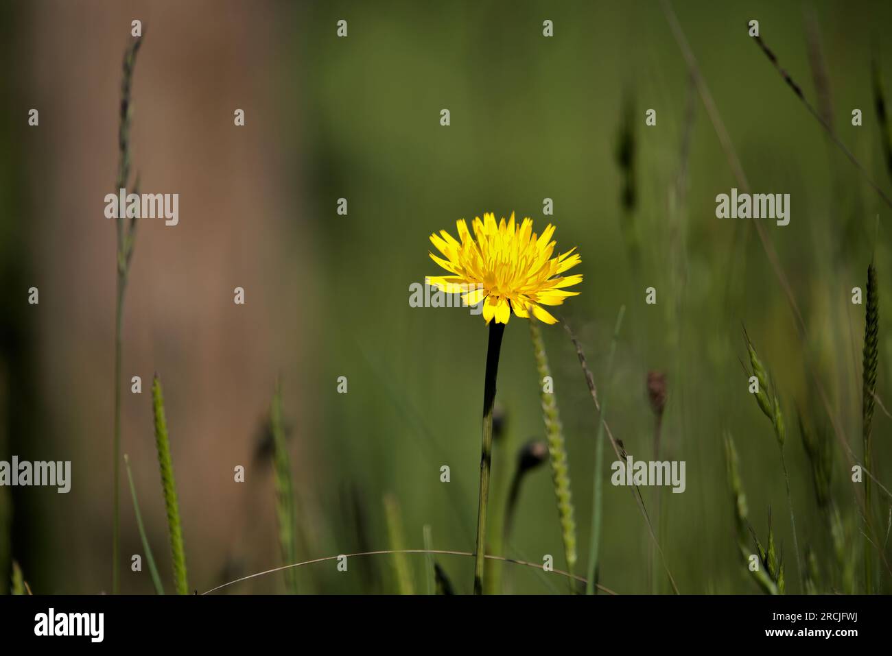Buttercups growing with a green background Stock Photo Alamy