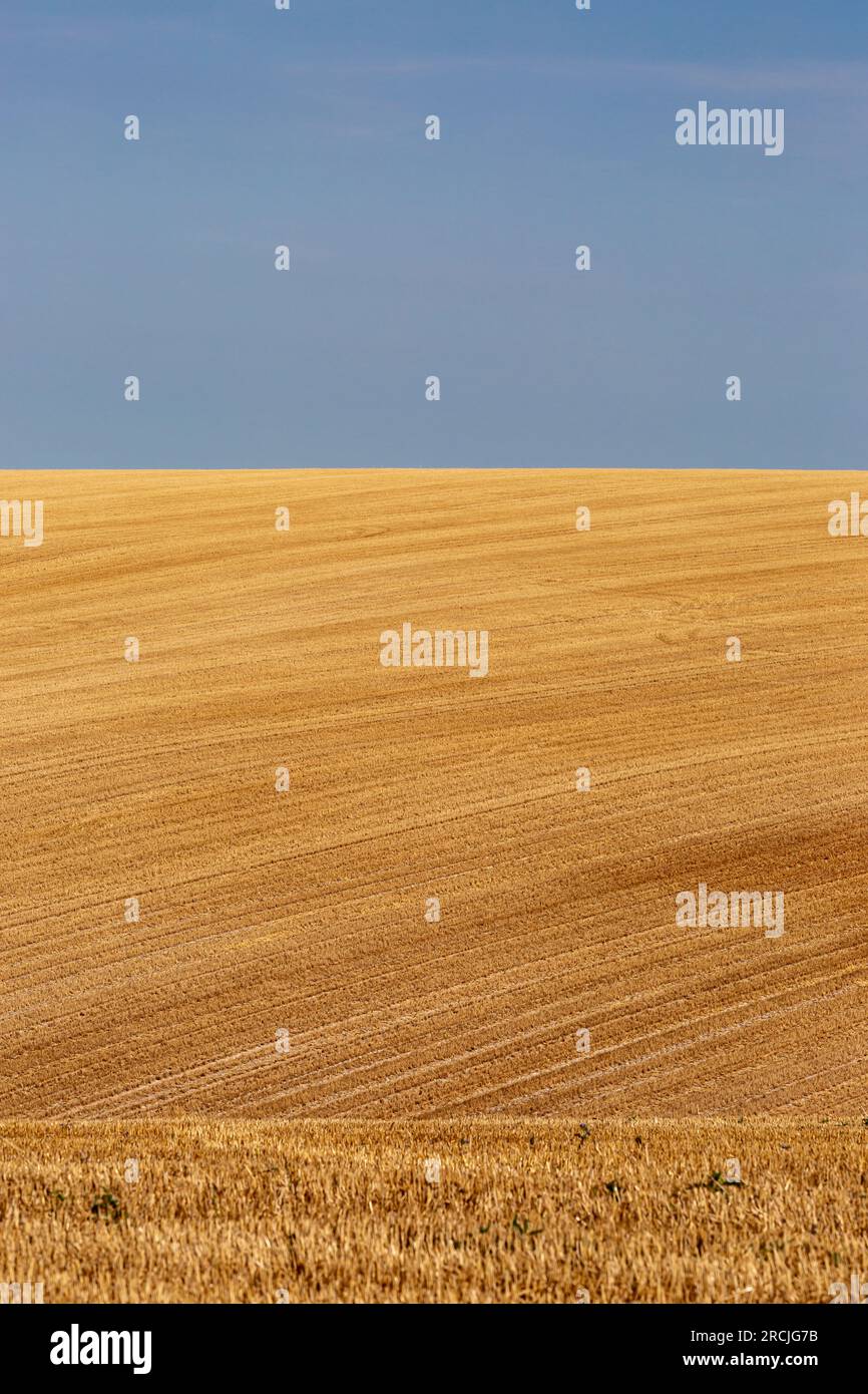 Golden field stubble after harvesting Stock Photo - Alamy