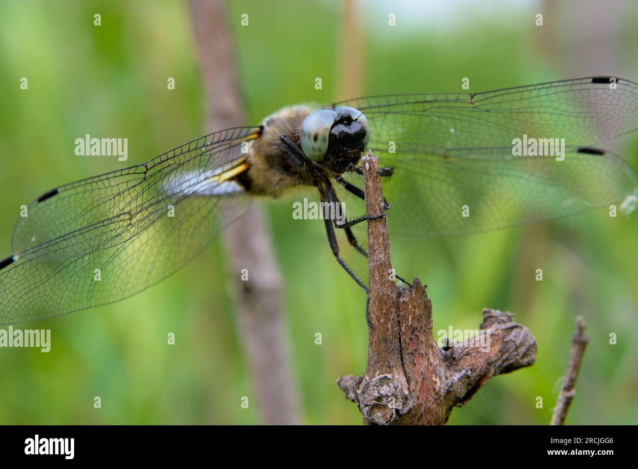 Libellula depressa photographed at a sunny day close to warm pond. dragonflies are phantastic insects. A dragonfly looks great. Stock Photo
