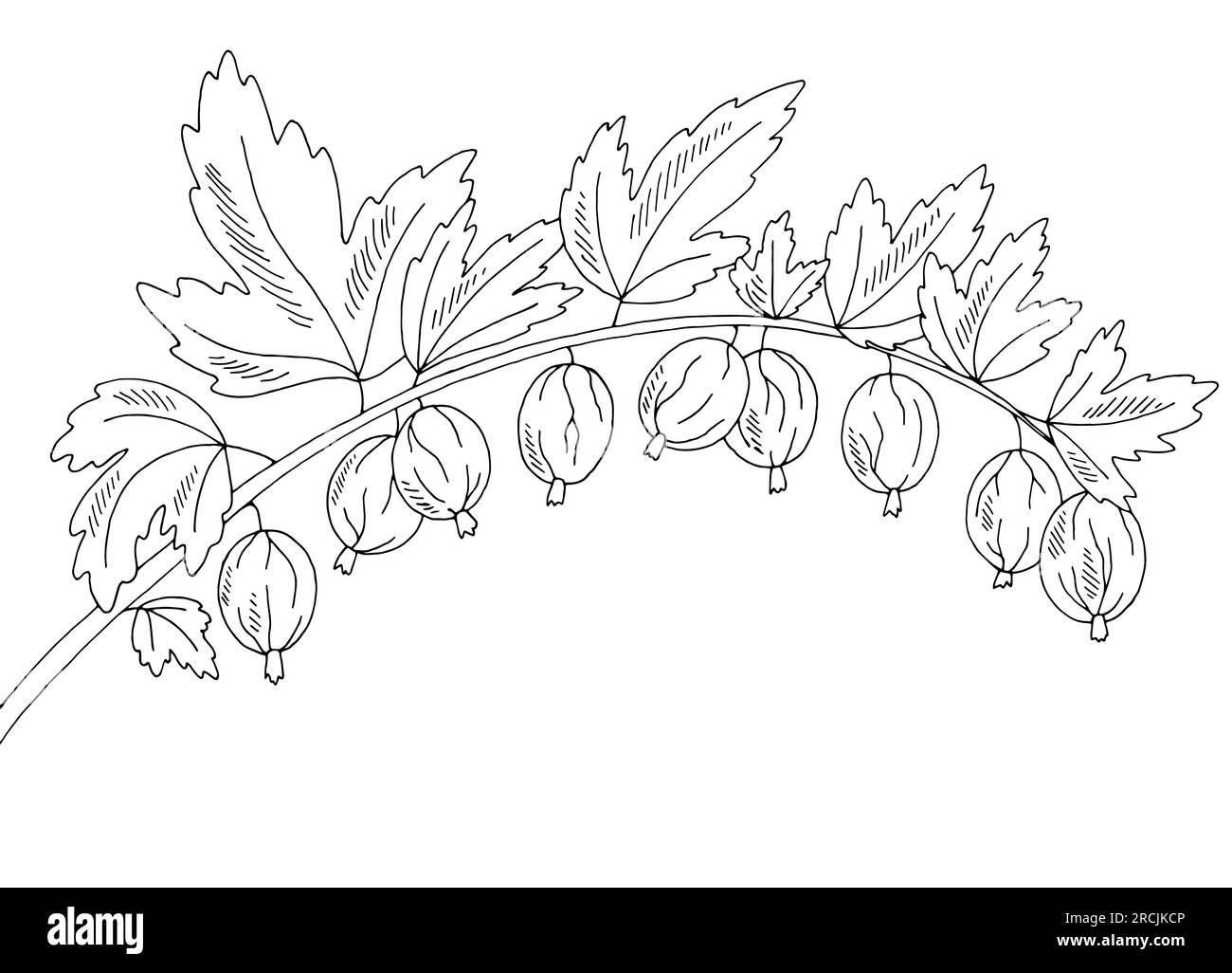 Gooseberry berry graphic branch black white isolated sketch illustration vector Stock Vector